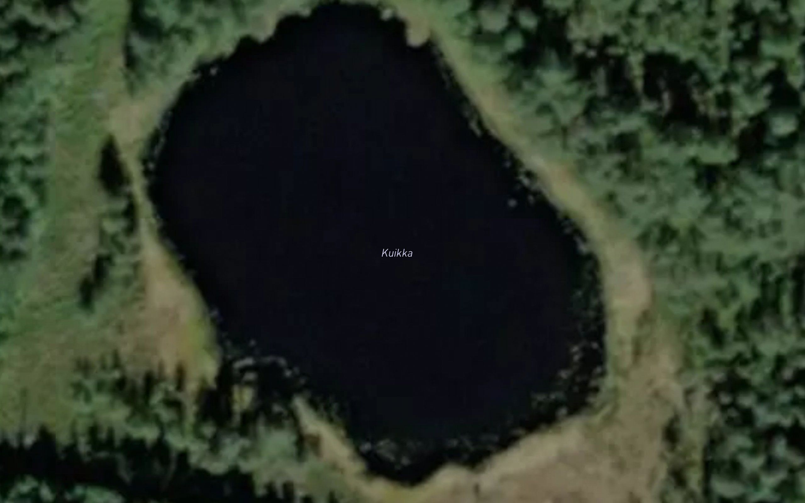 Kuikka
