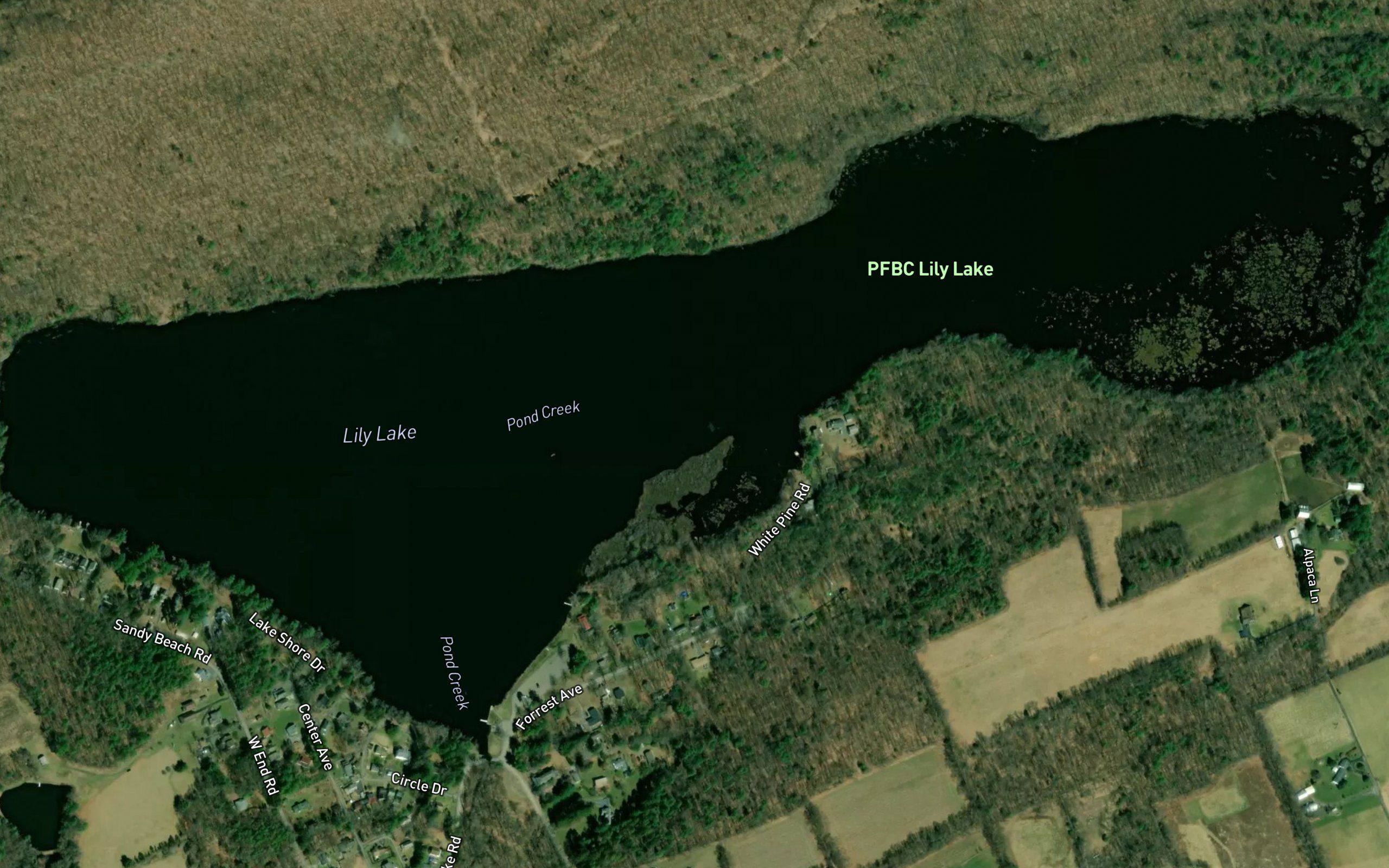Lily Lake