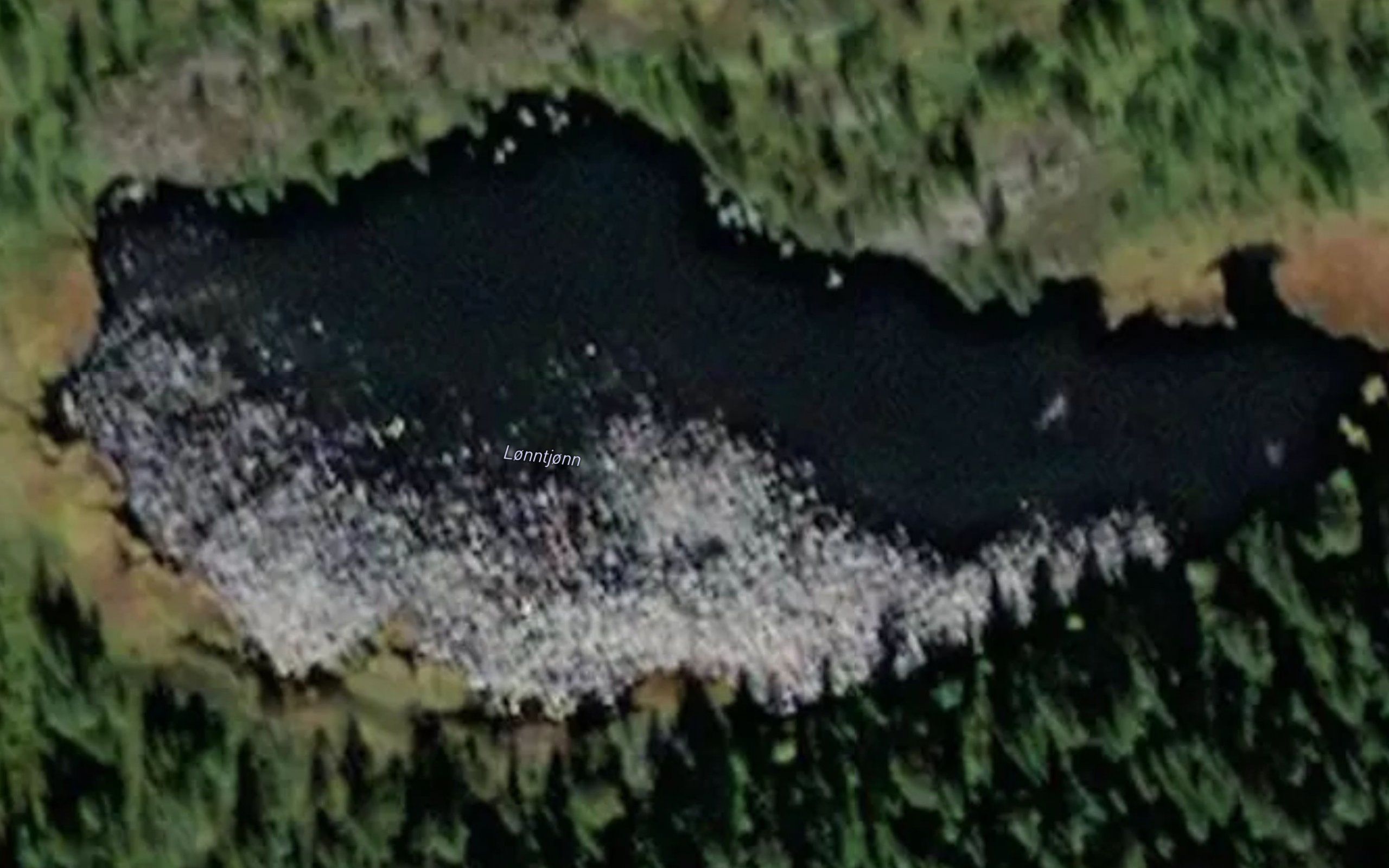 Loyntjorn