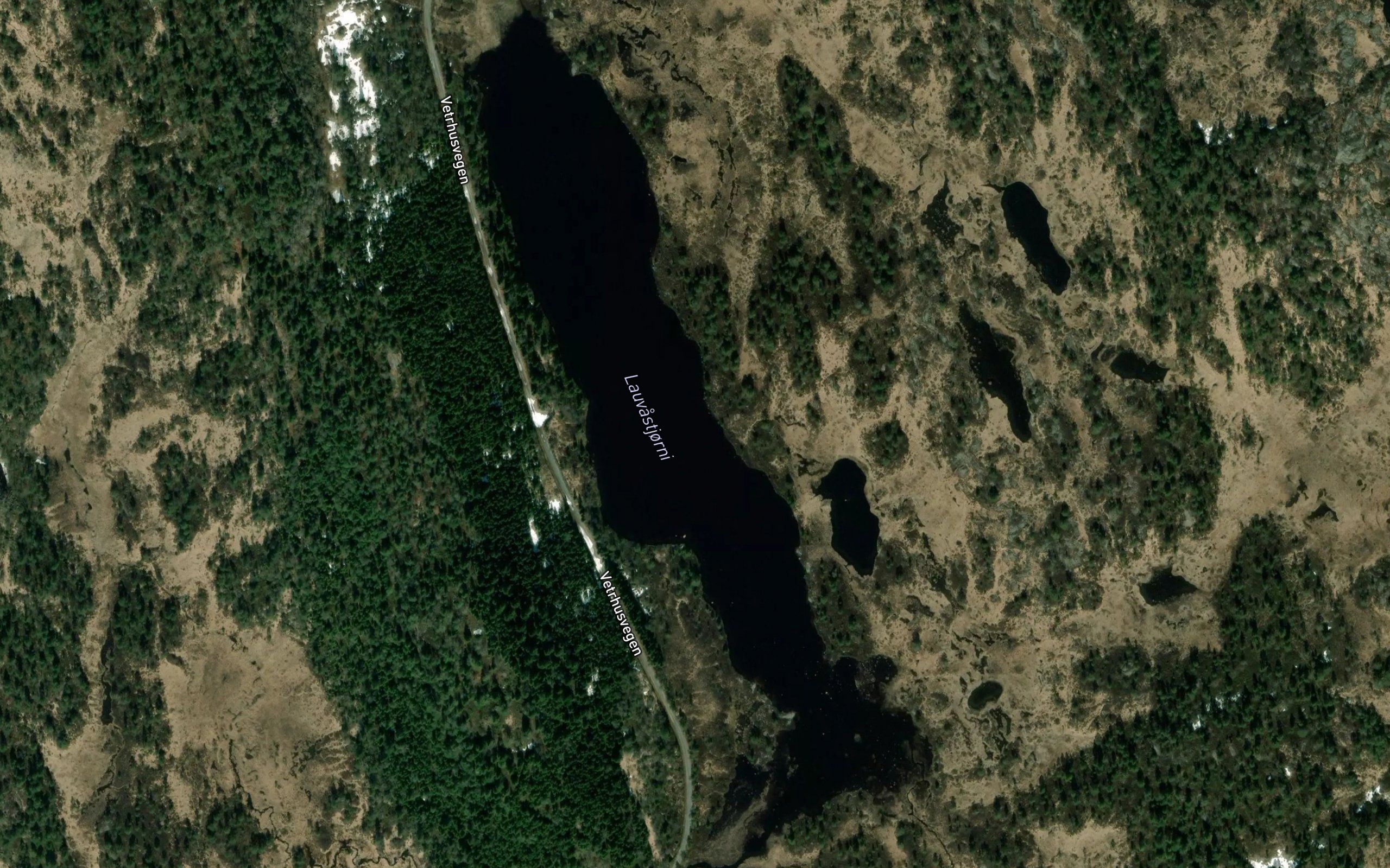 Lauvastjorni