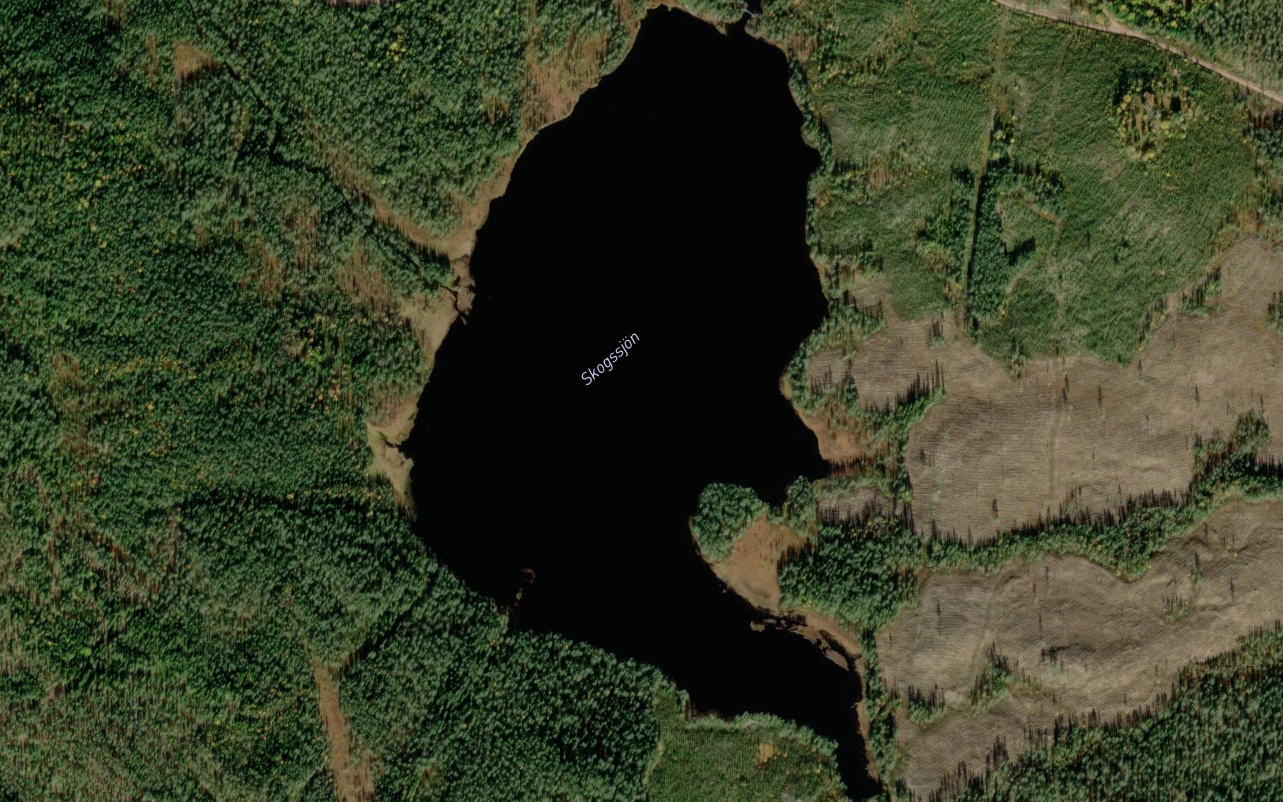 Skogssjon