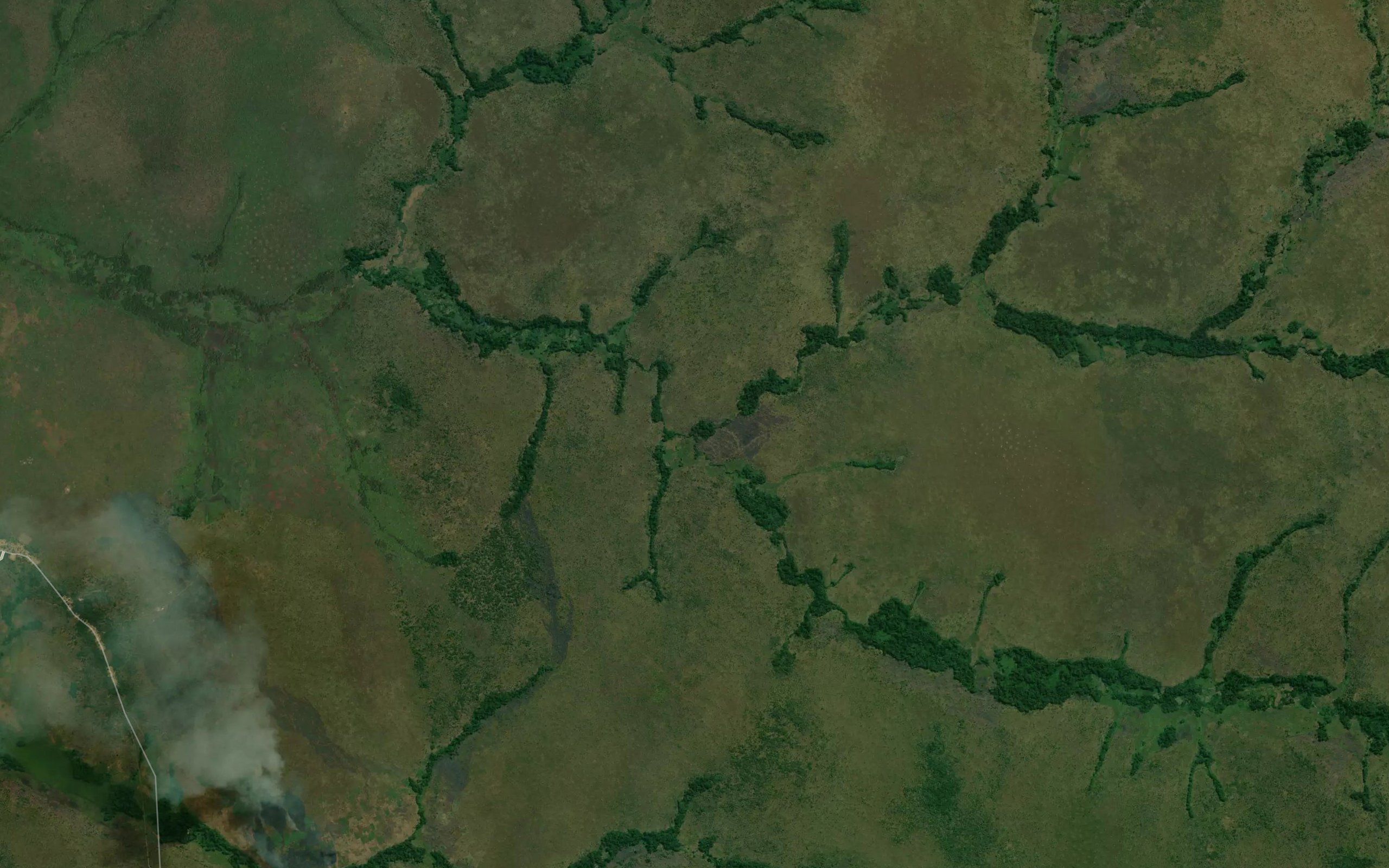 Yangu