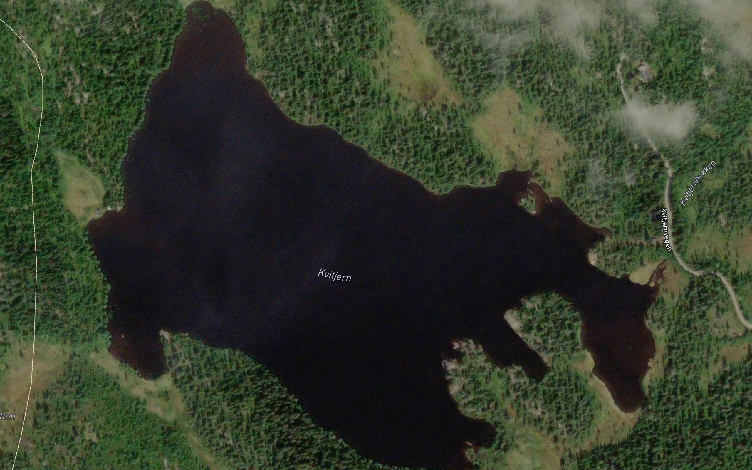 Kvitjern