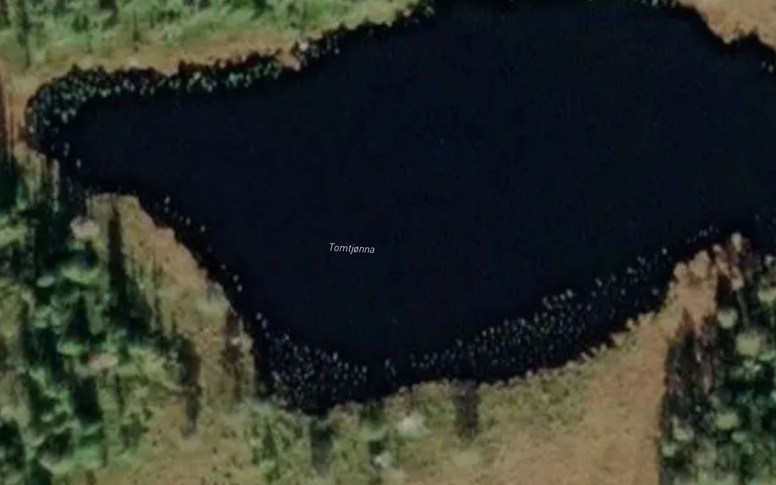 Tomtjorna