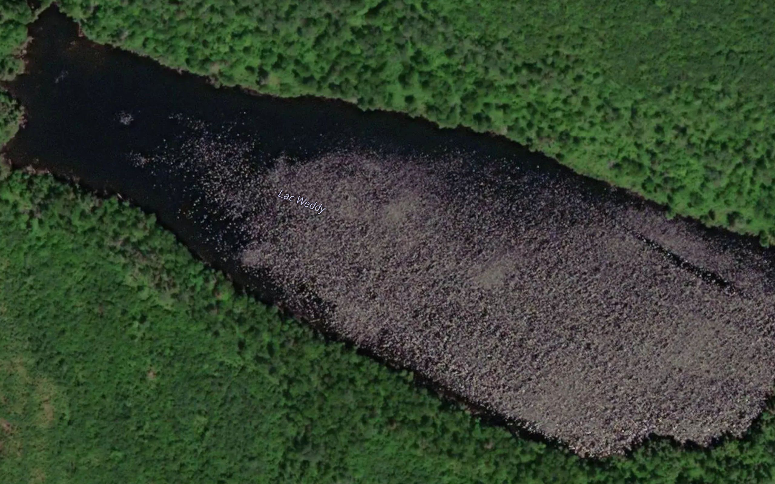 Lac Weddy
