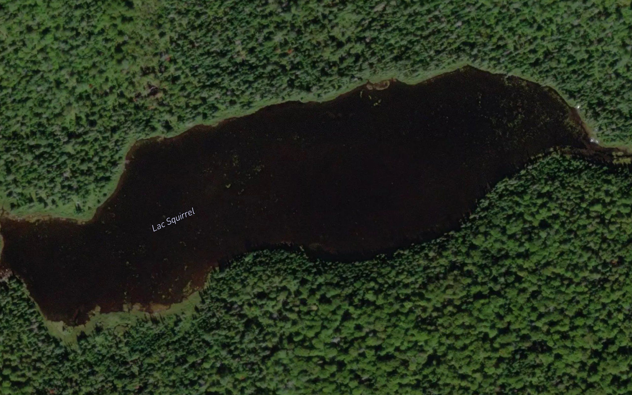 Lac Squirrel