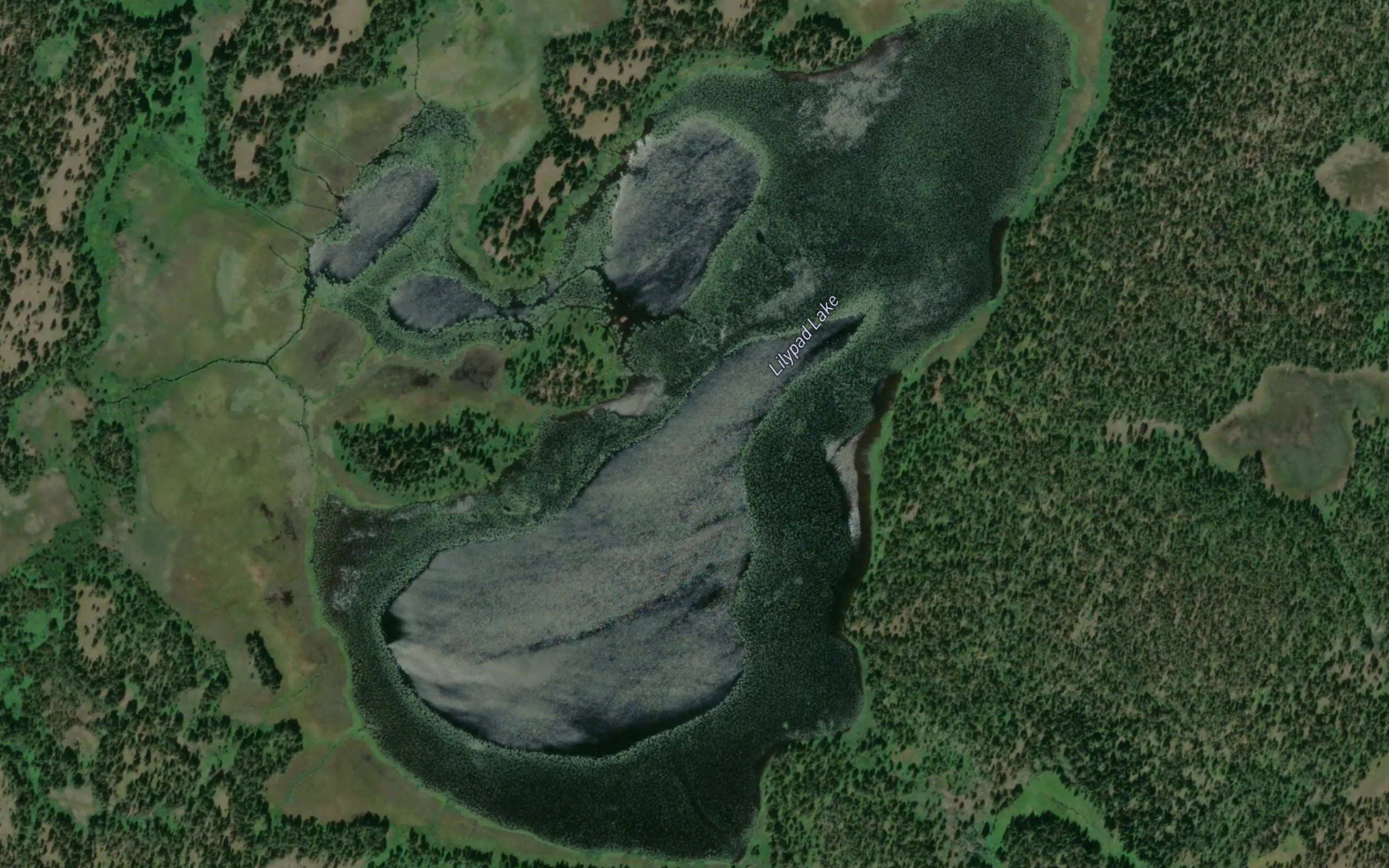 Lilypad Lake