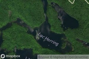 Lac Herring