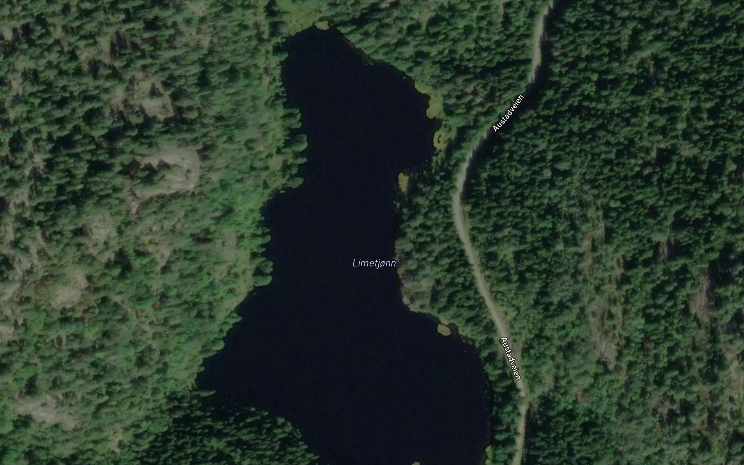 Limtjorn