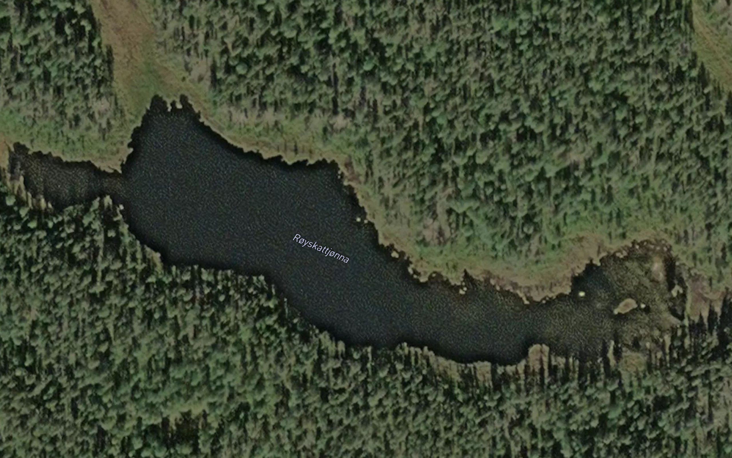 Royskattjorna