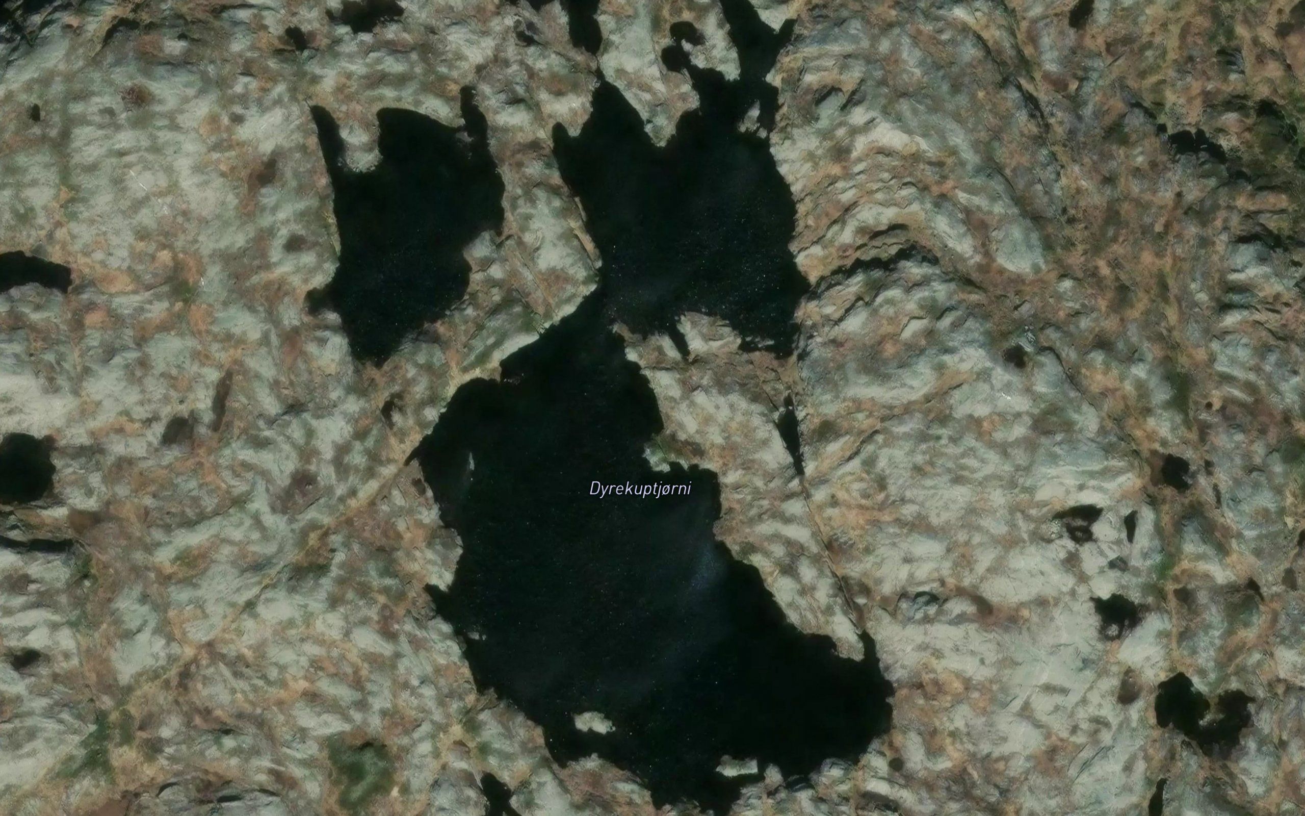 Dyrekuptjorni