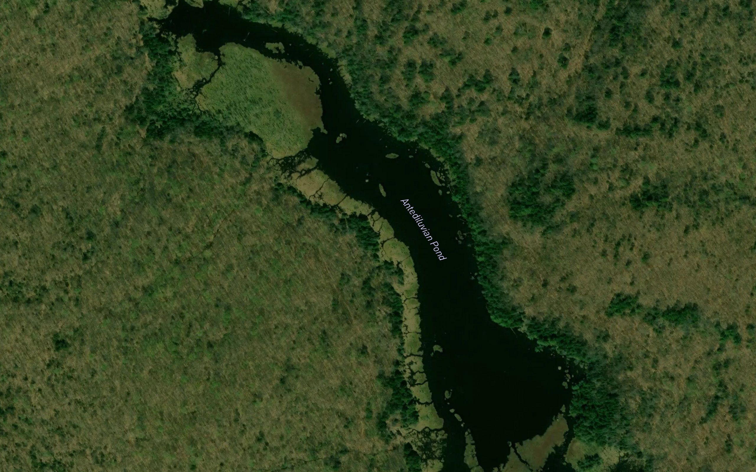 Antediluvian Pond