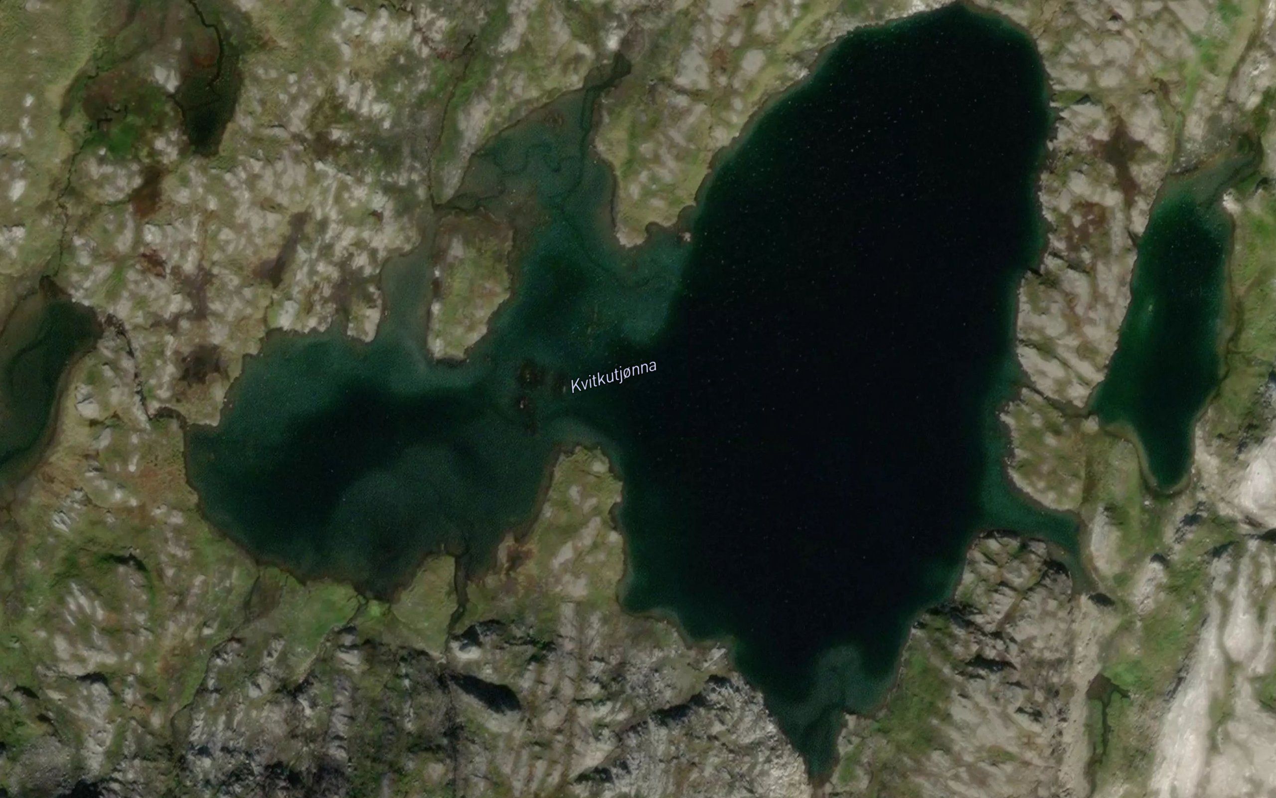 Kvitkutjorna