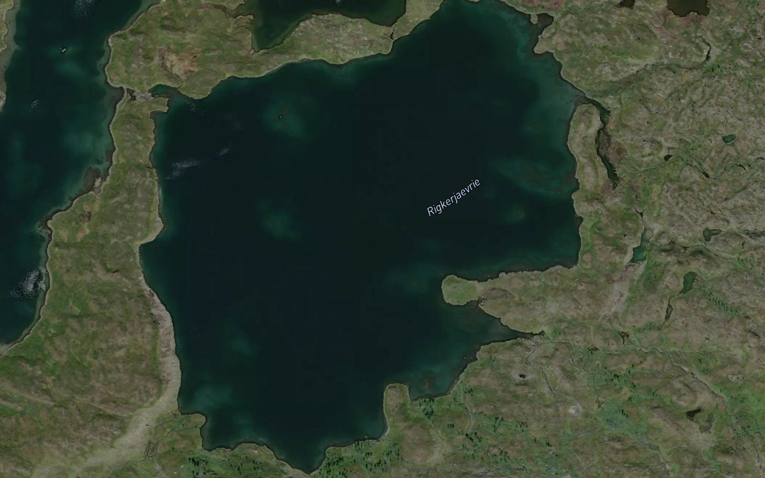 Rikkerjaure