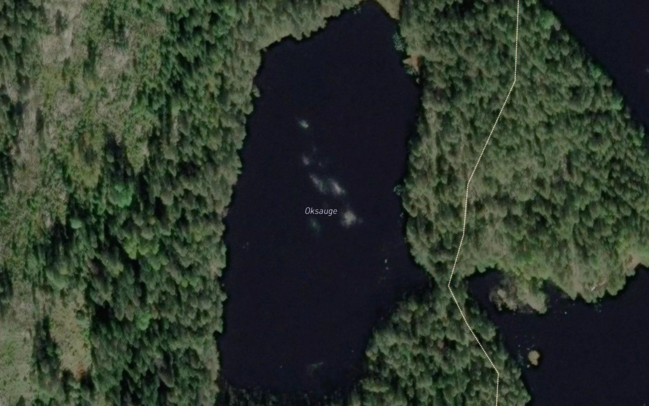 Okseaue