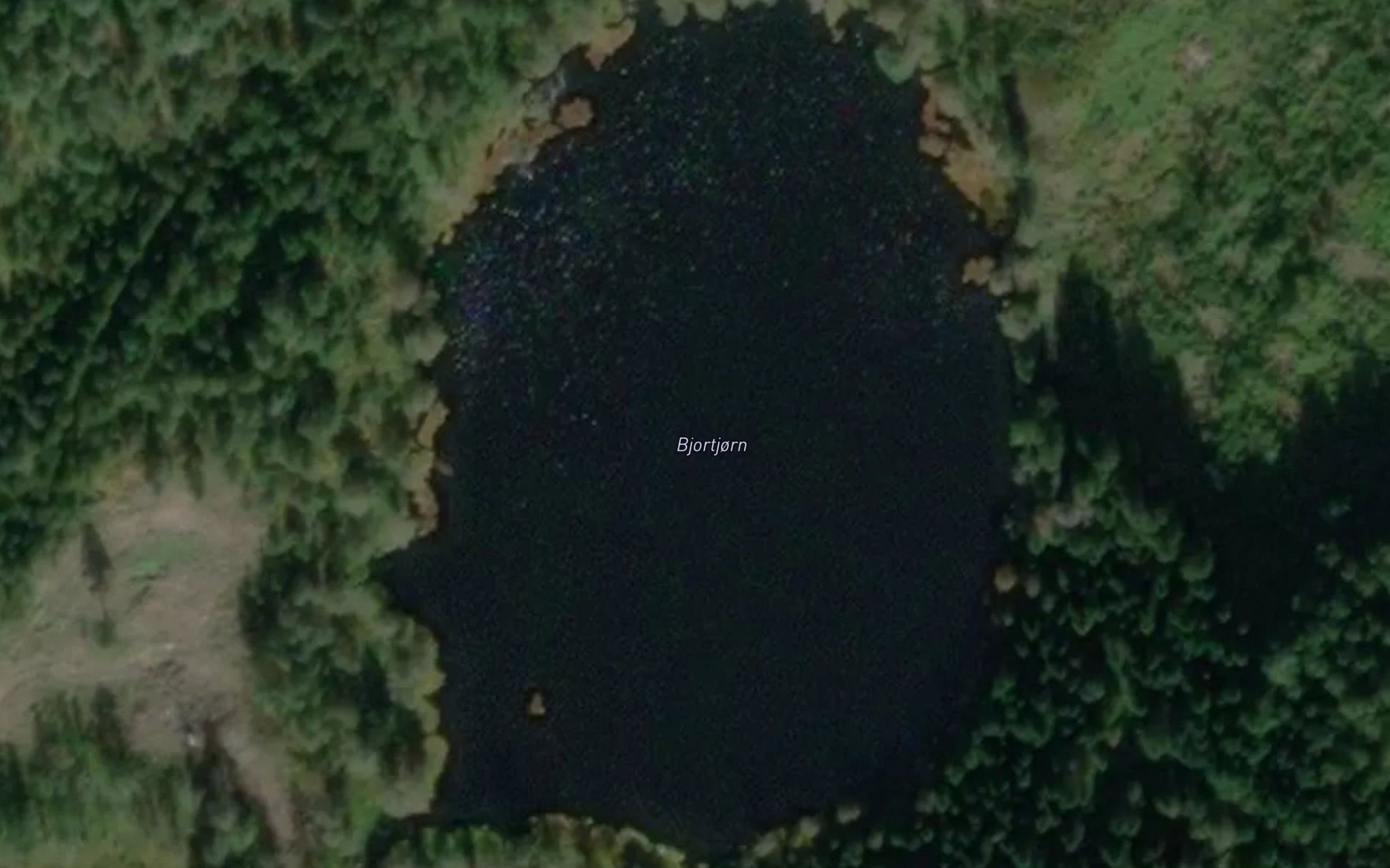 Bjortjorn