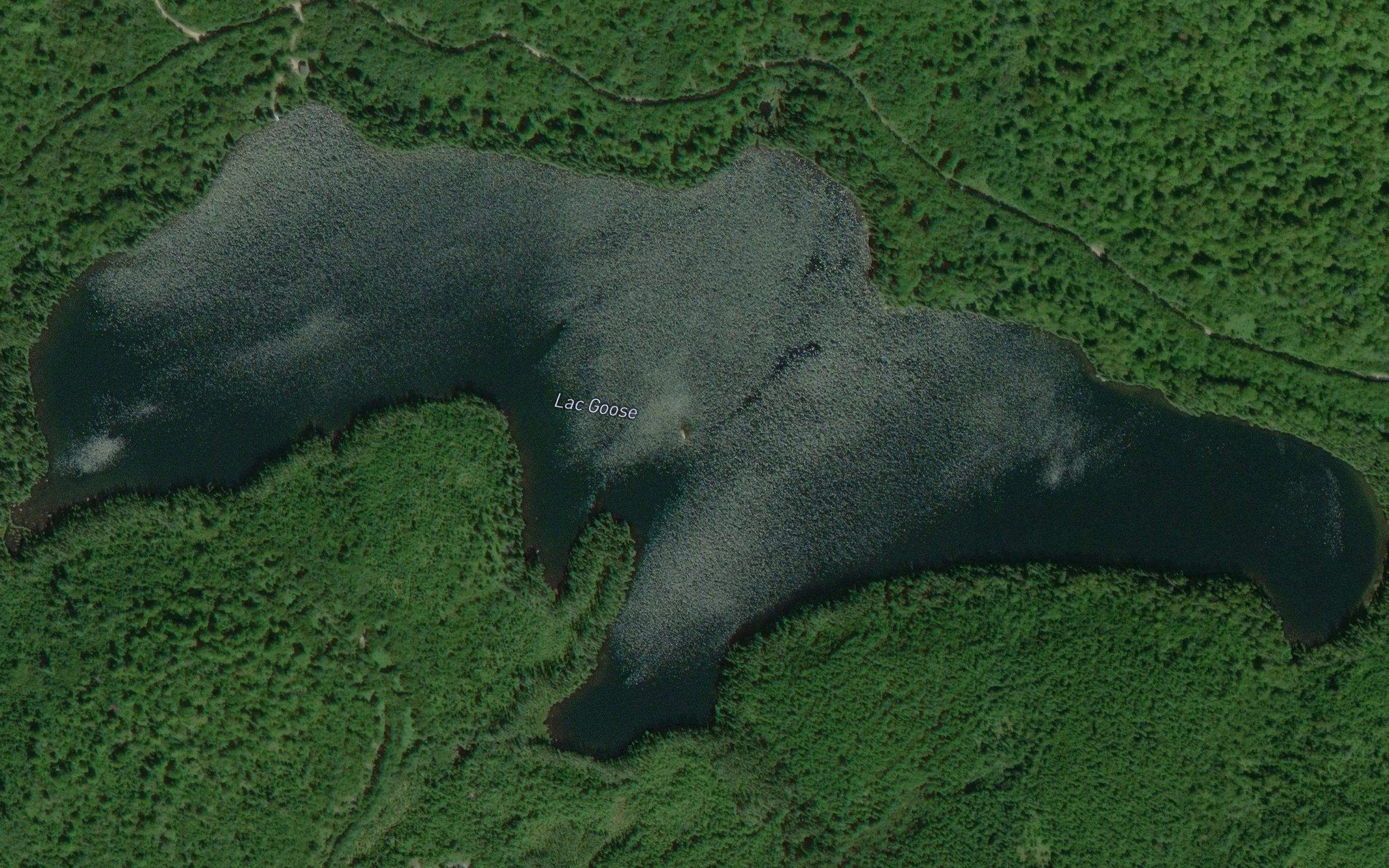Lac Goose