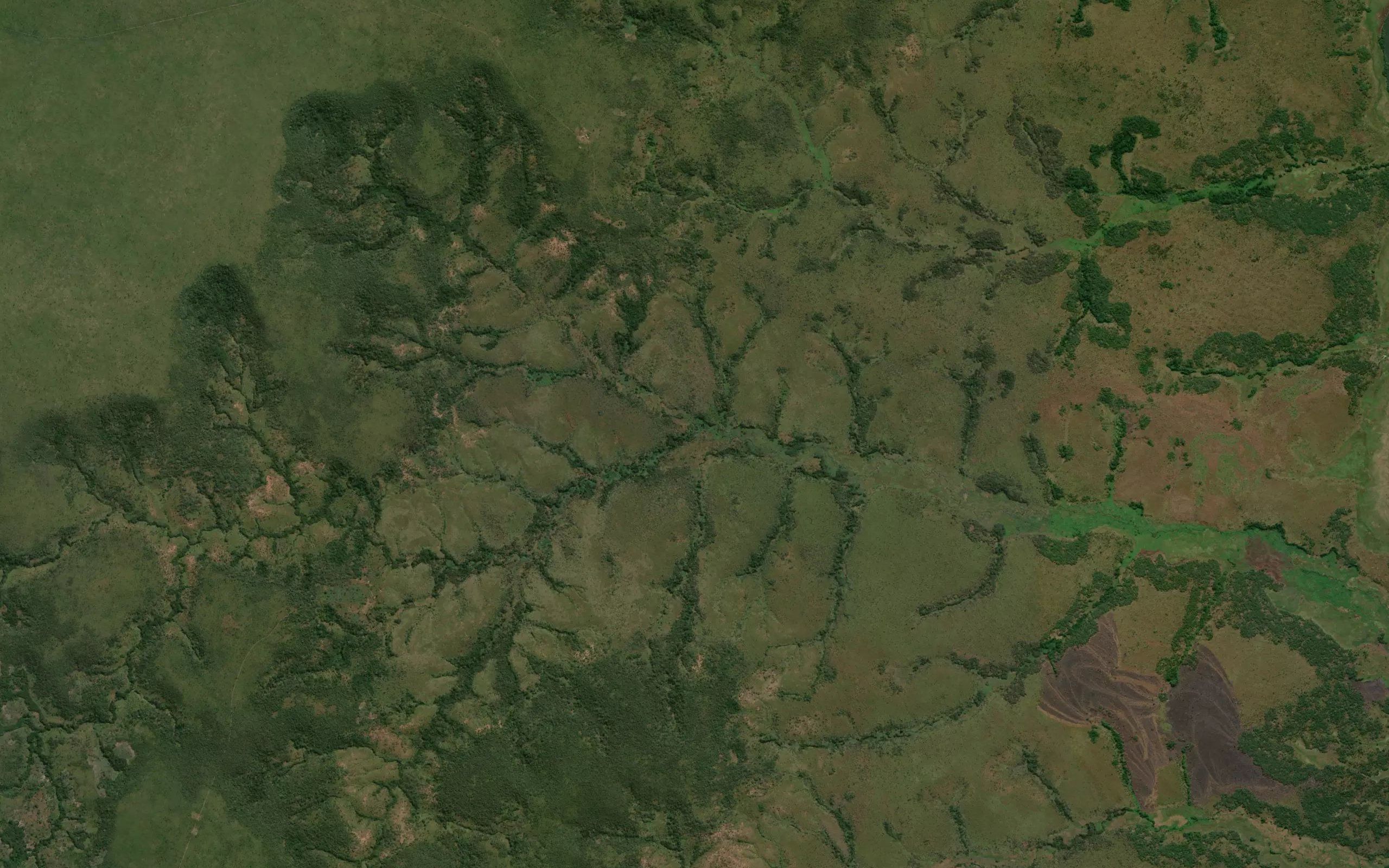 Capote