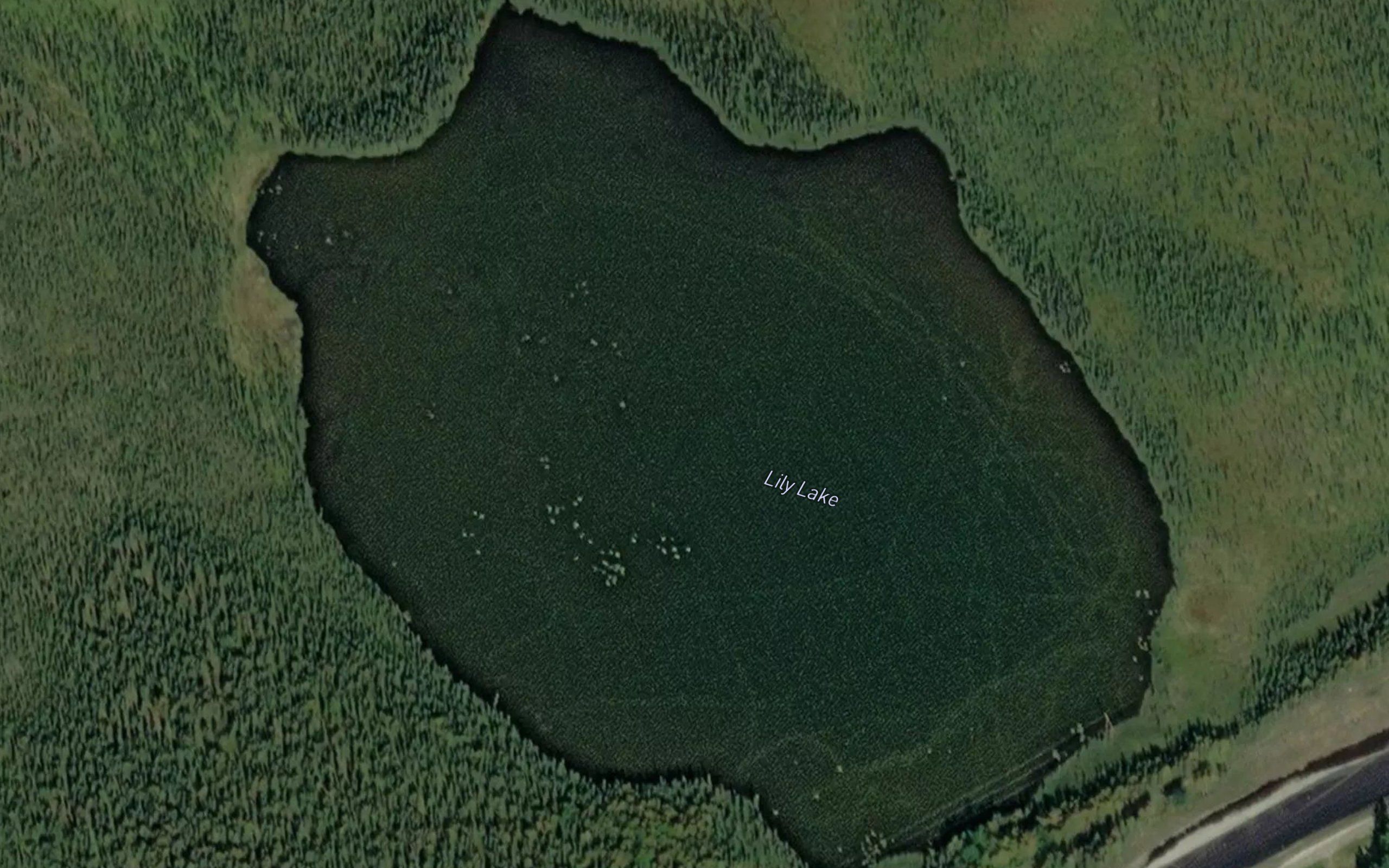 Lily Lake