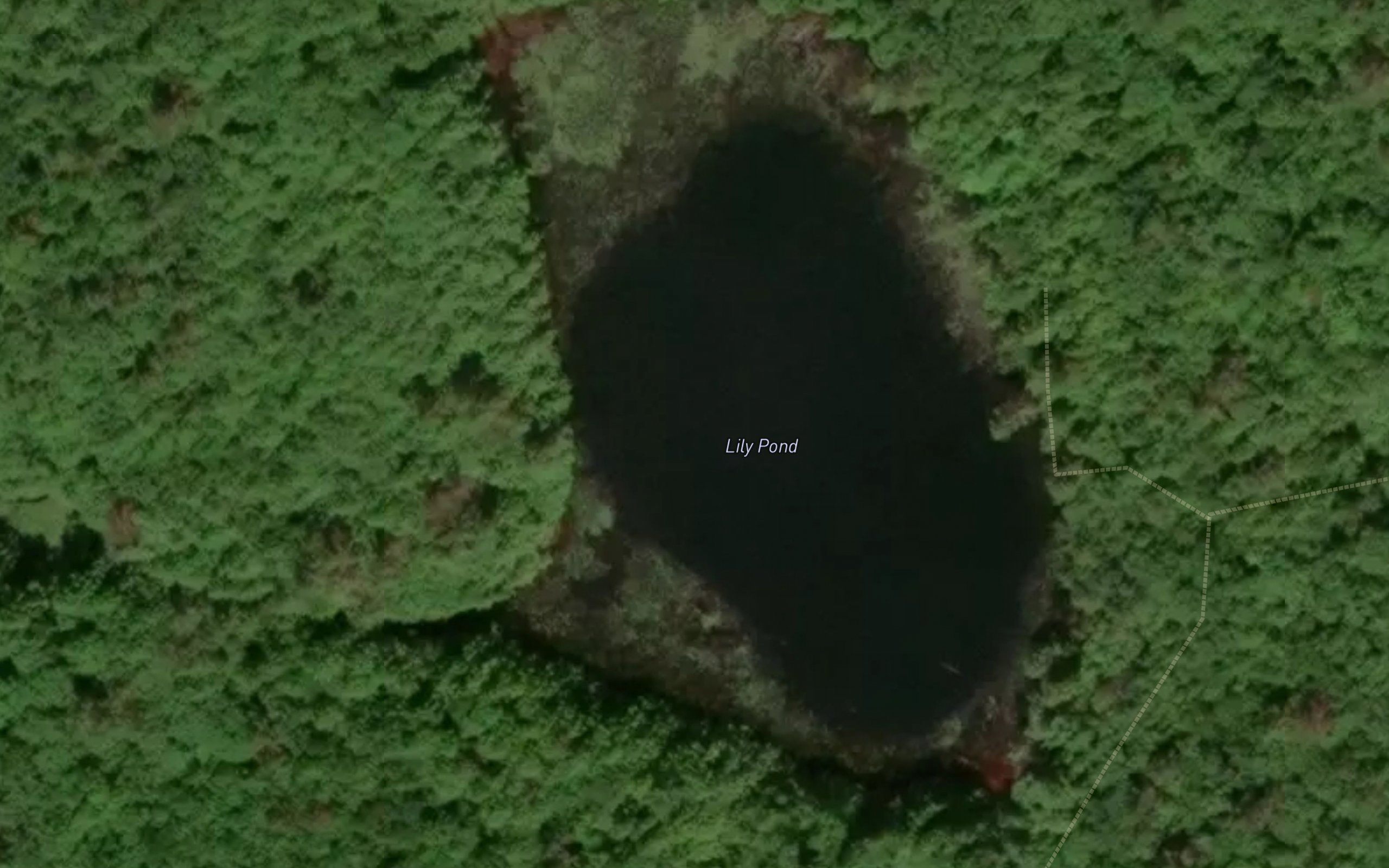 Lily Pond