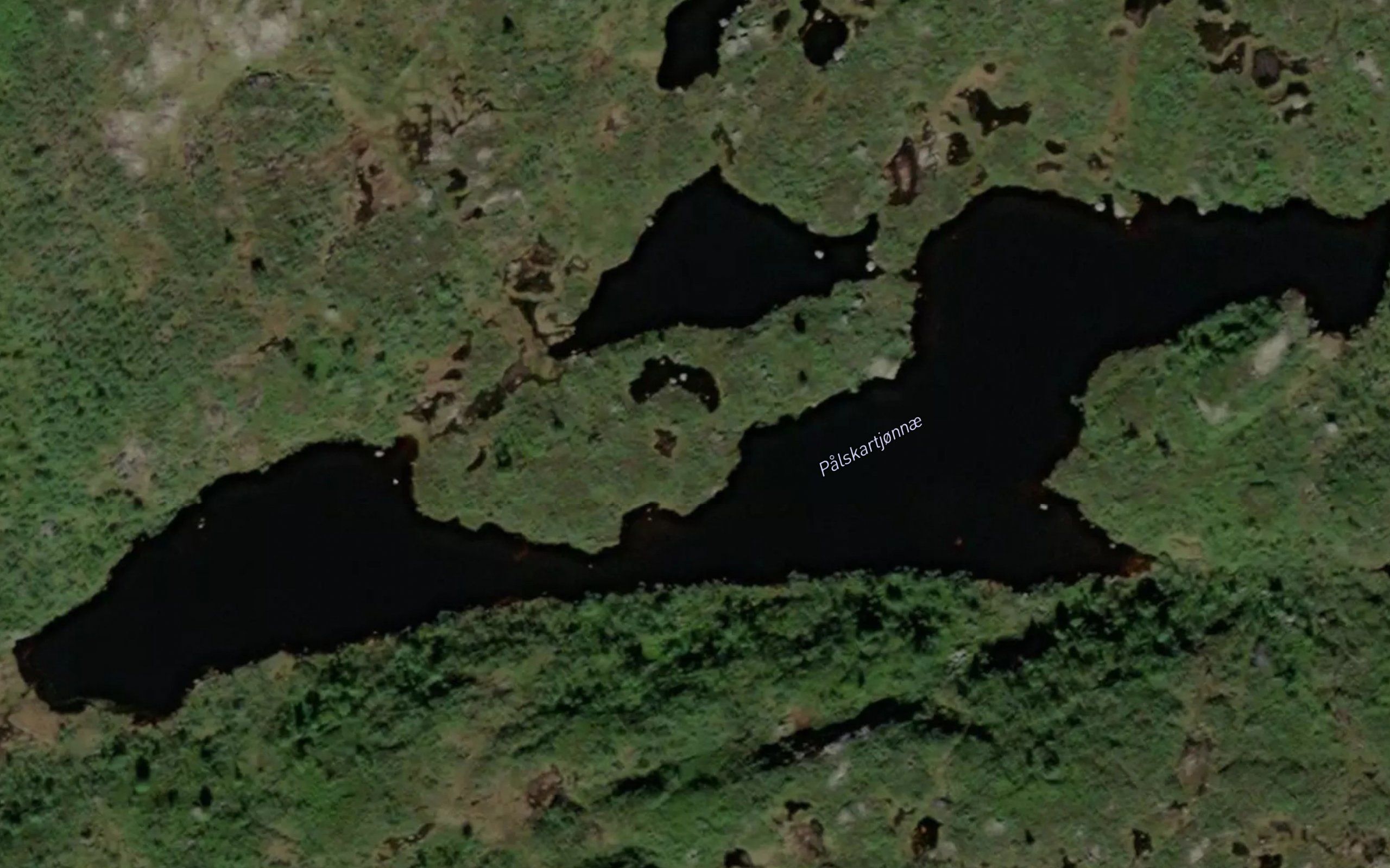 Palskardtjorni