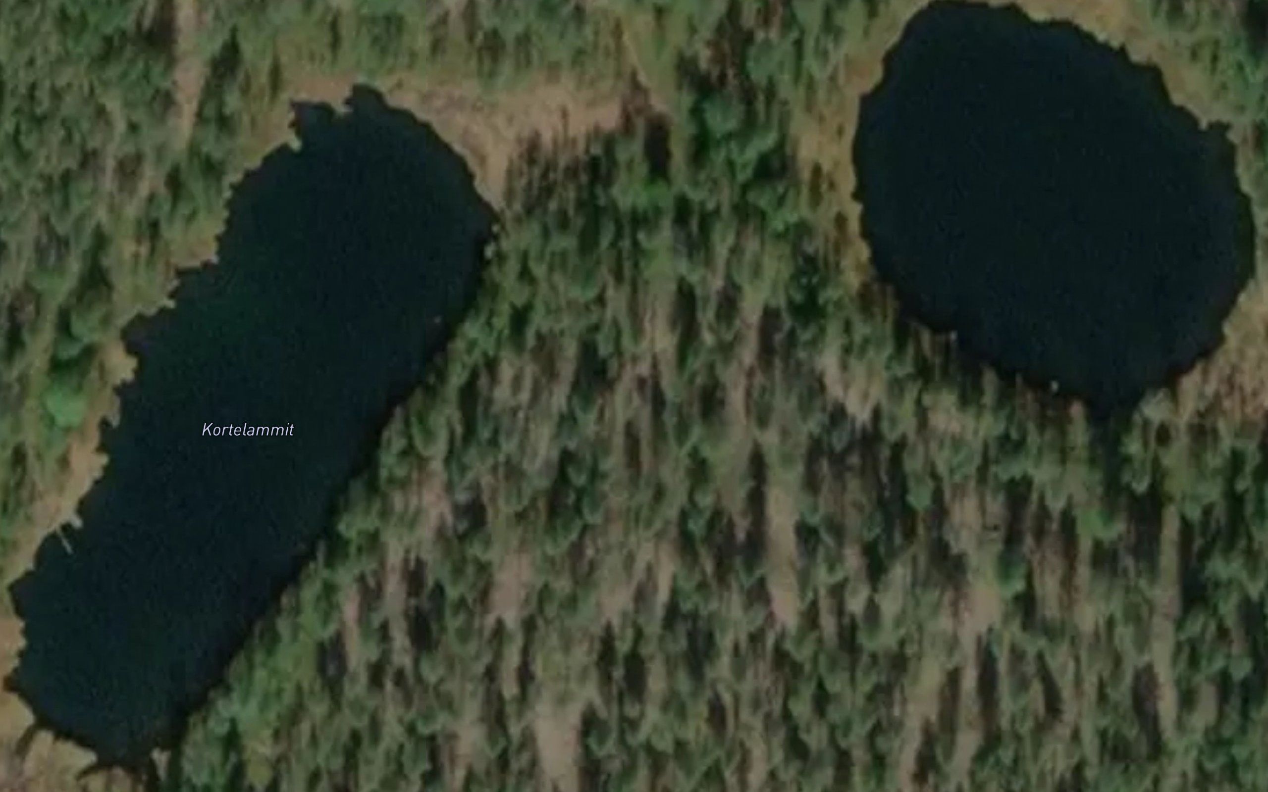 Kortelammit