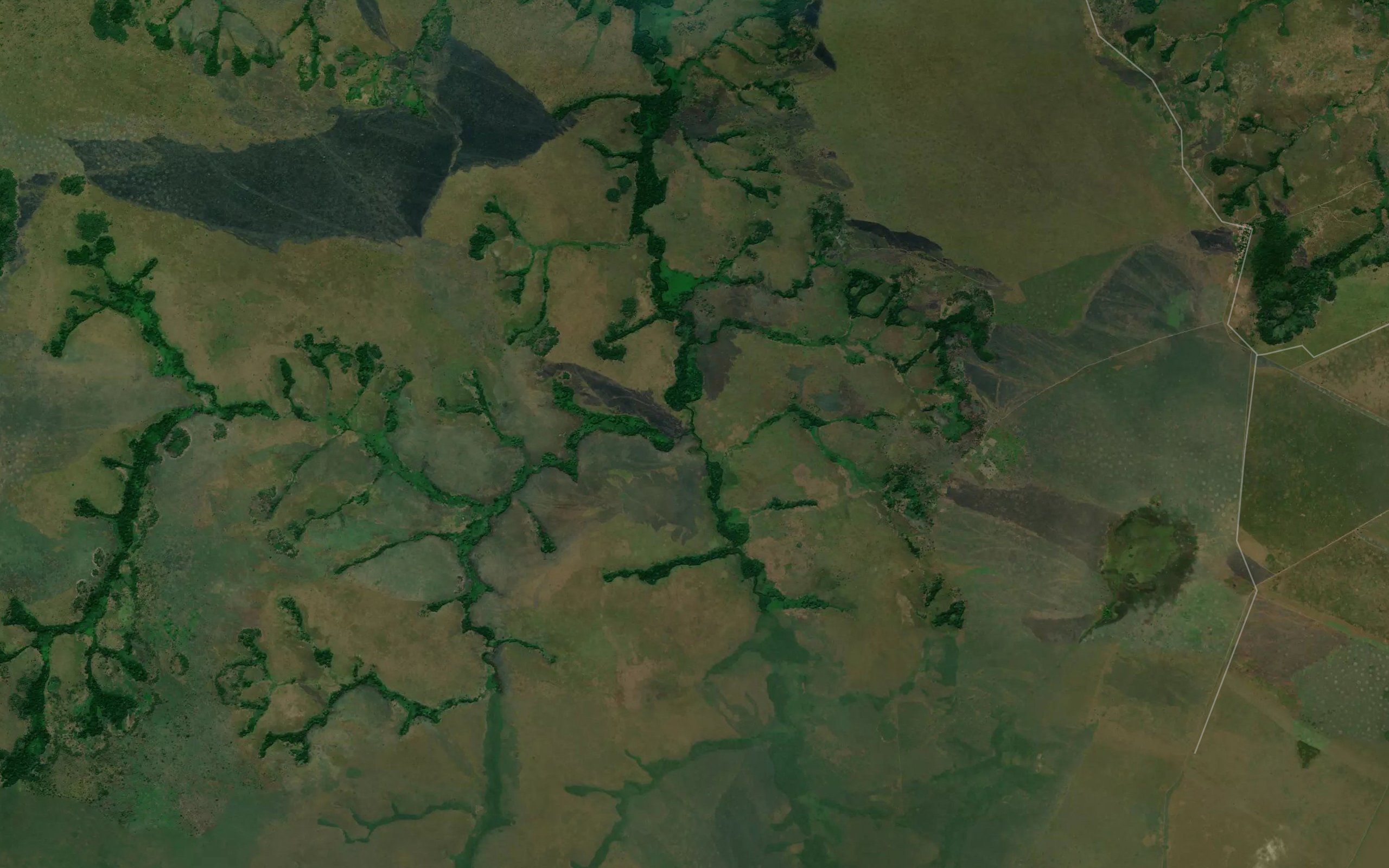 Lungu