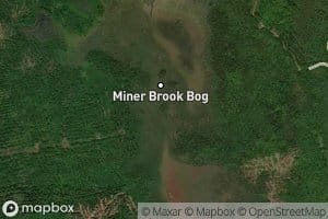 Miner Brook Bog