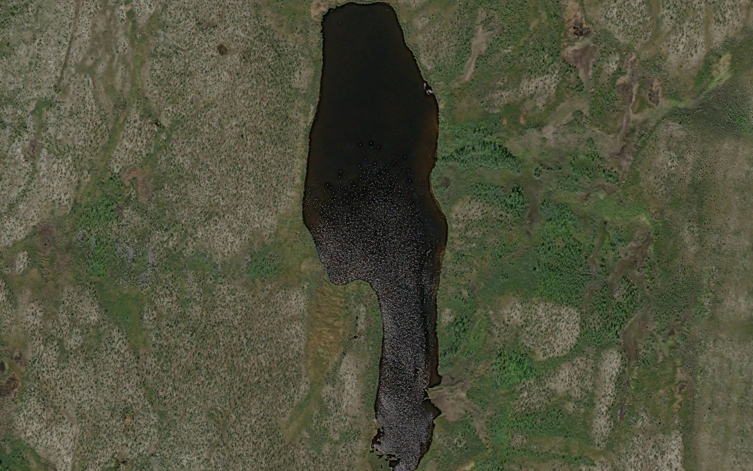 Cuobbujavrit