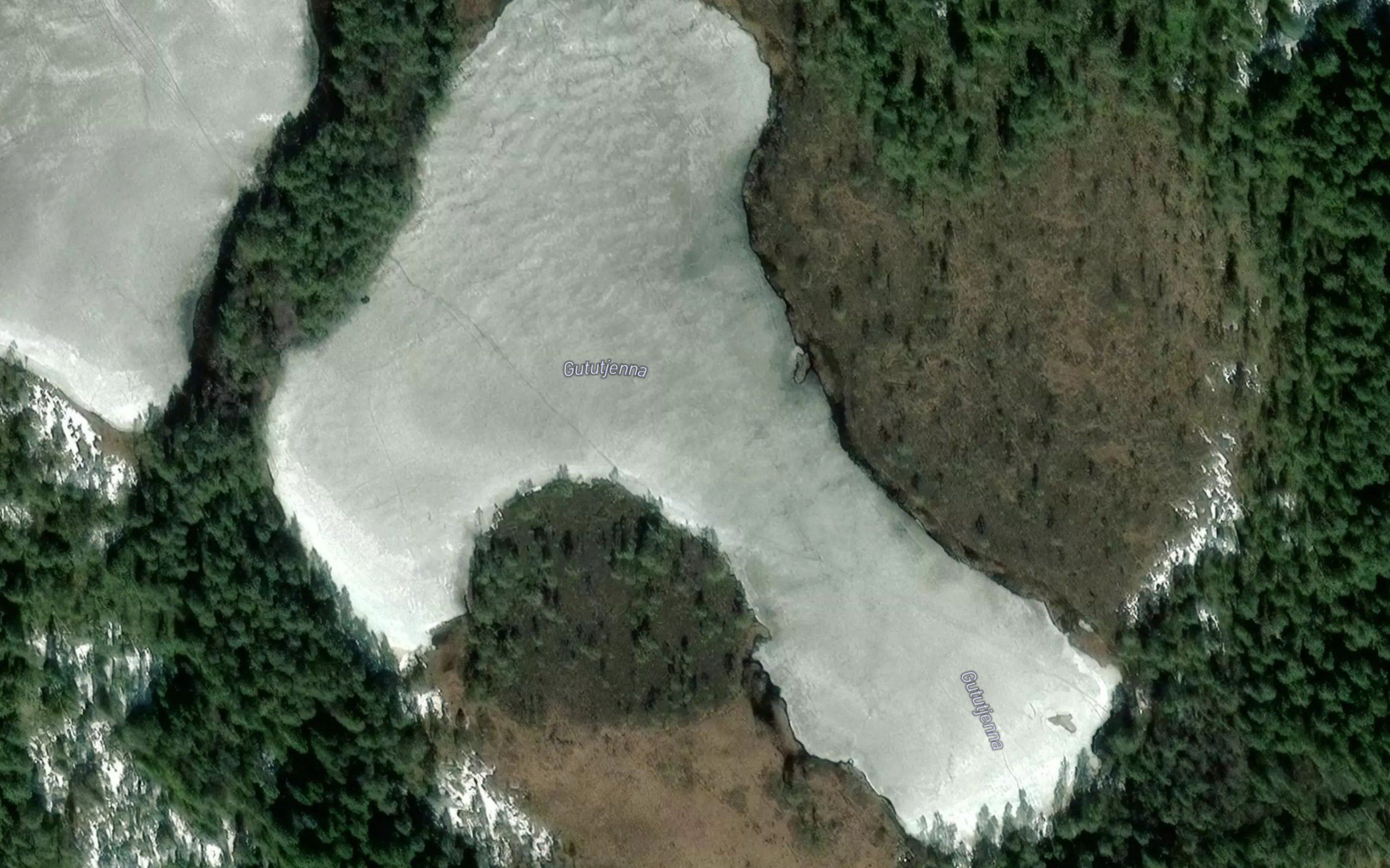 Gututjerna