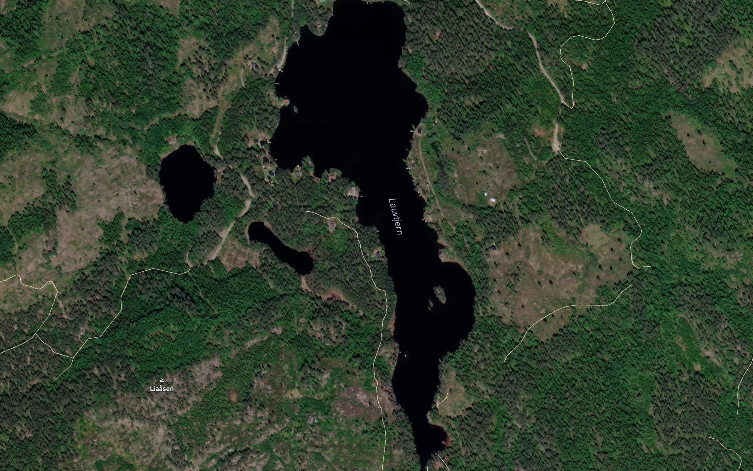 Lauvtjern