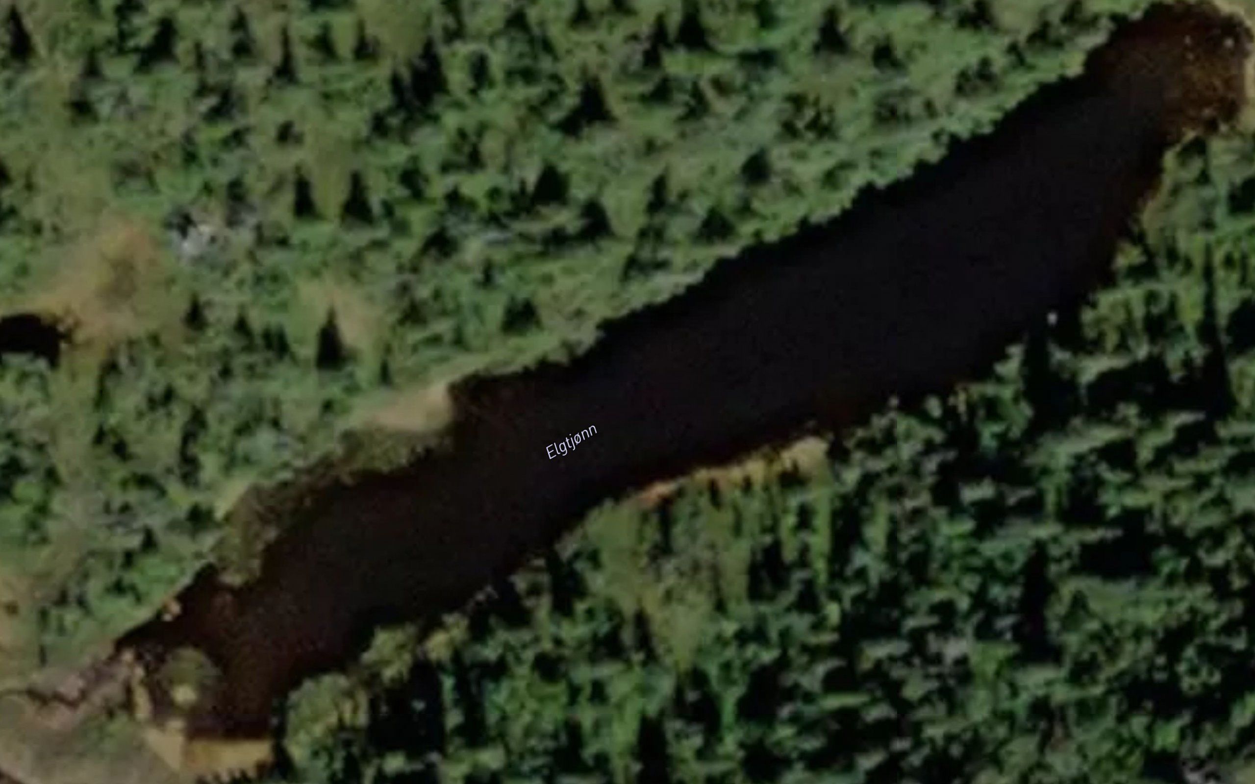 Elgtjorn