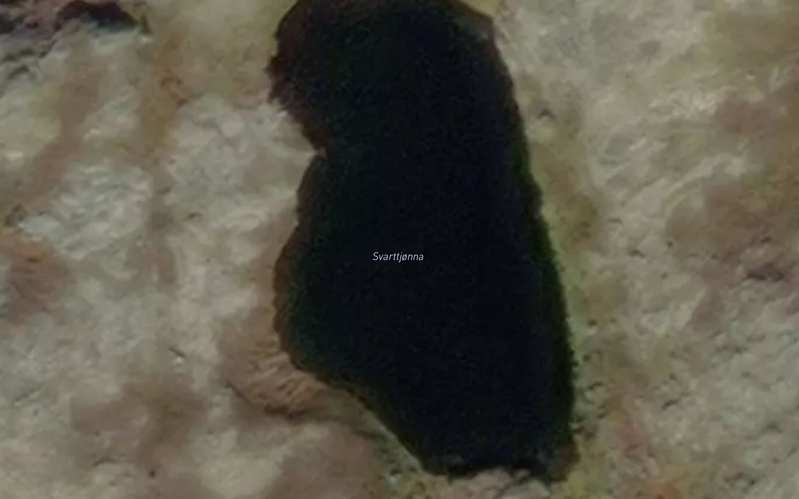 Svarttjorn