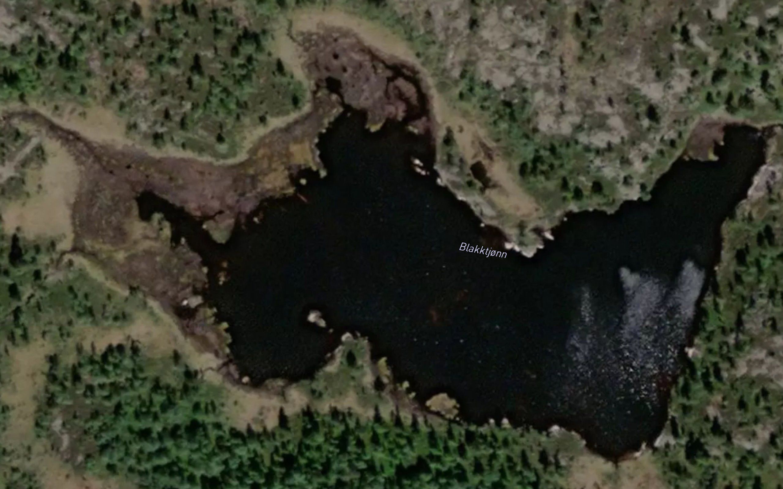Blakktjorn