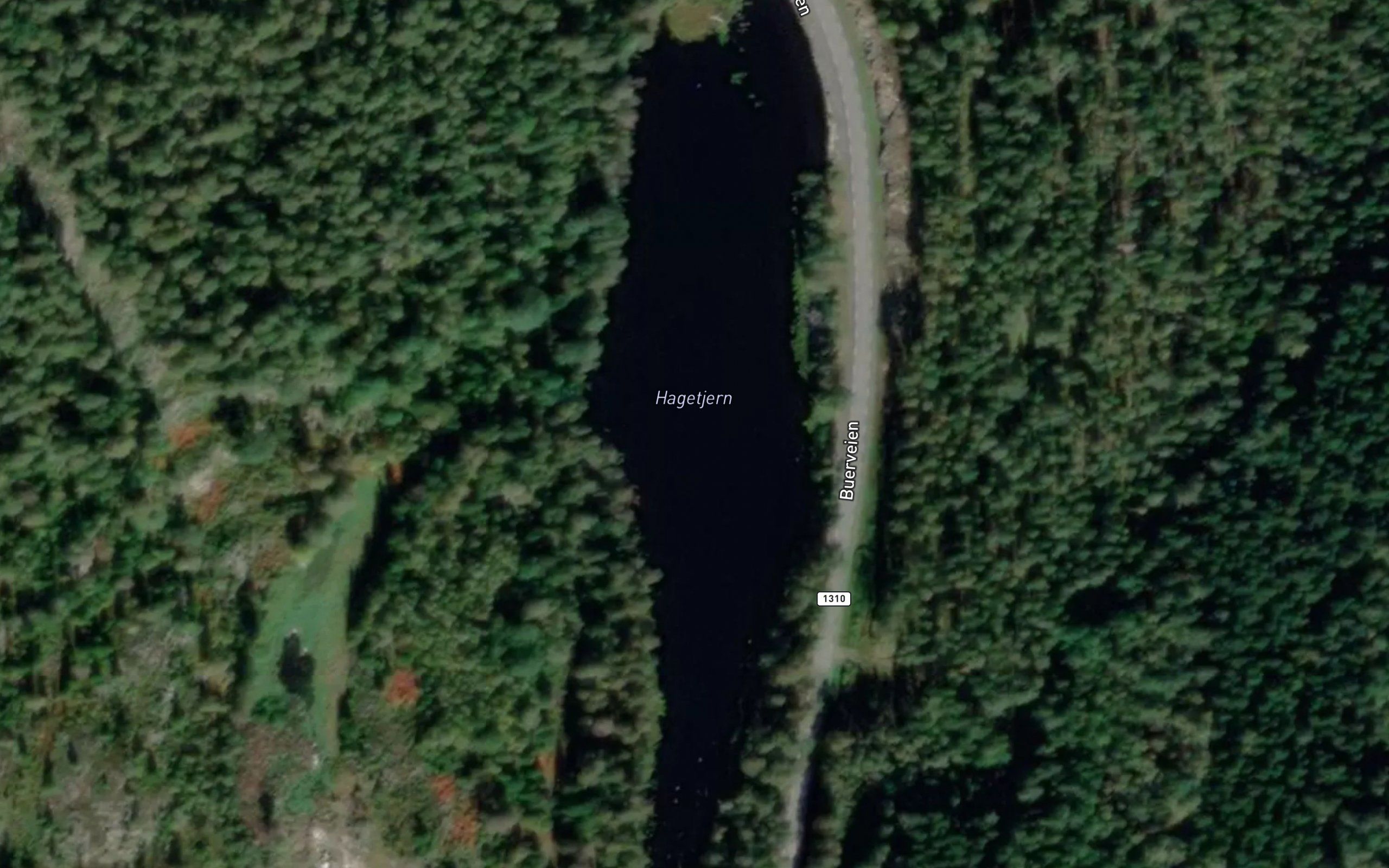 Hagetjern