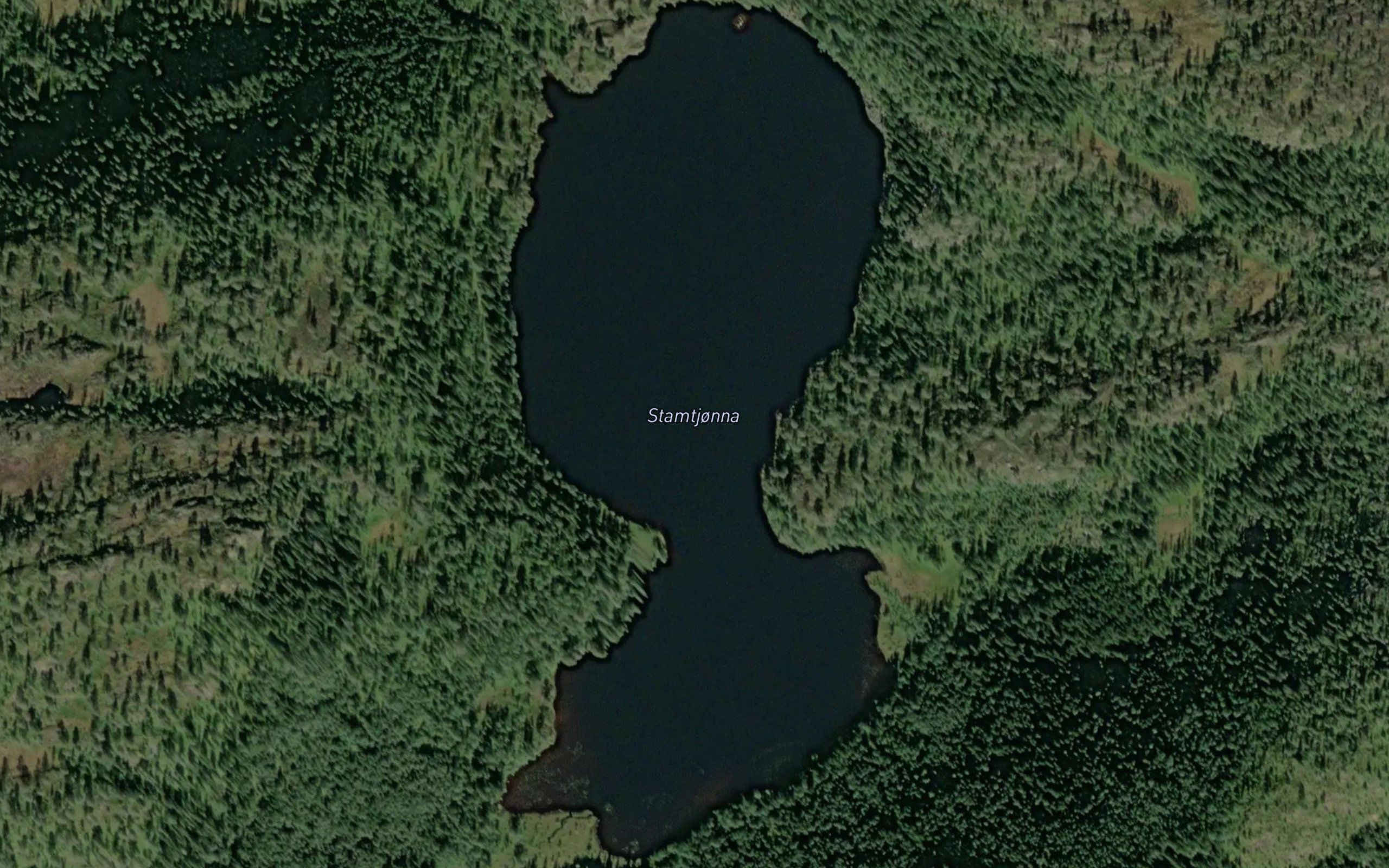 Stamtjorna