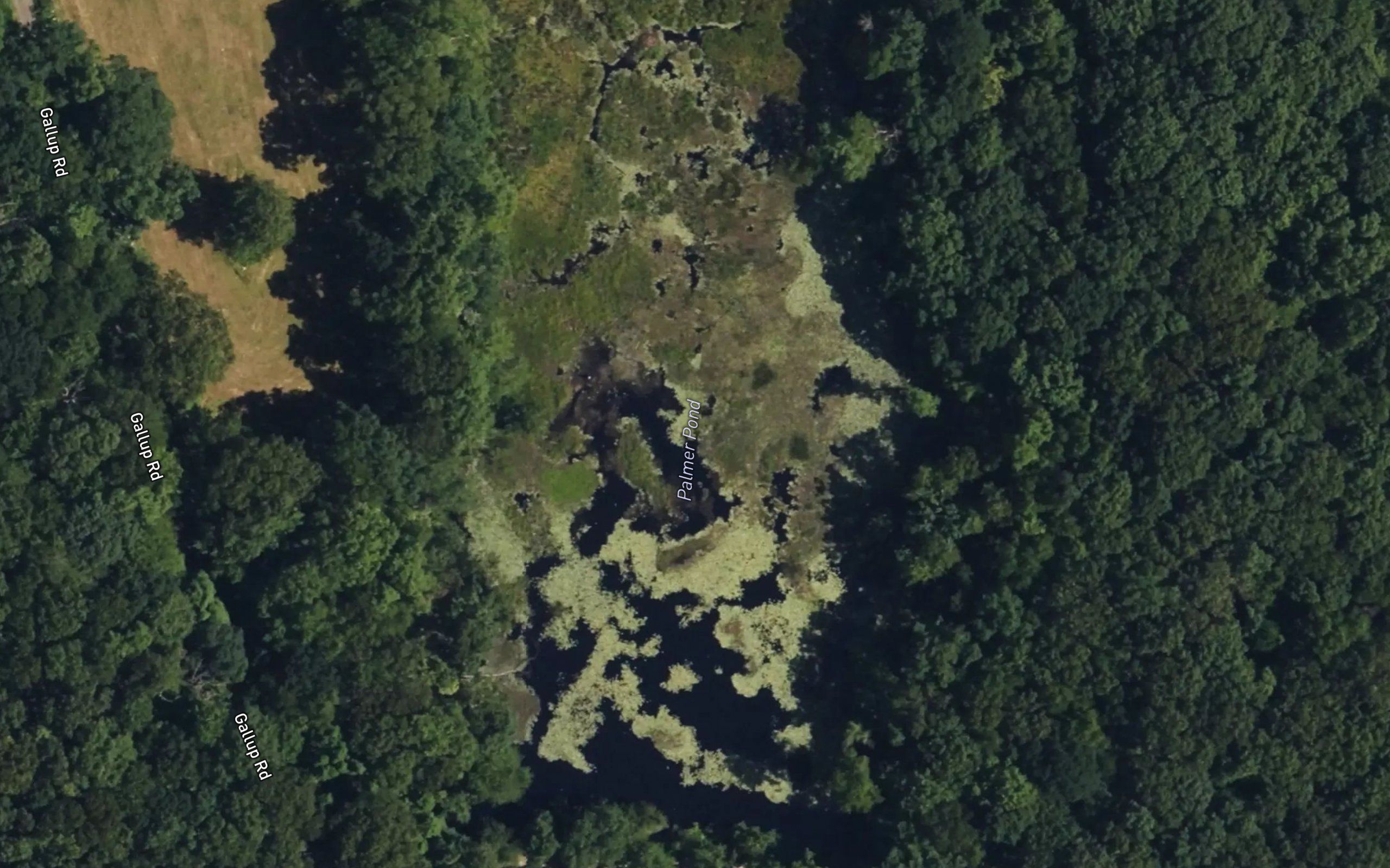 Palmer Pond