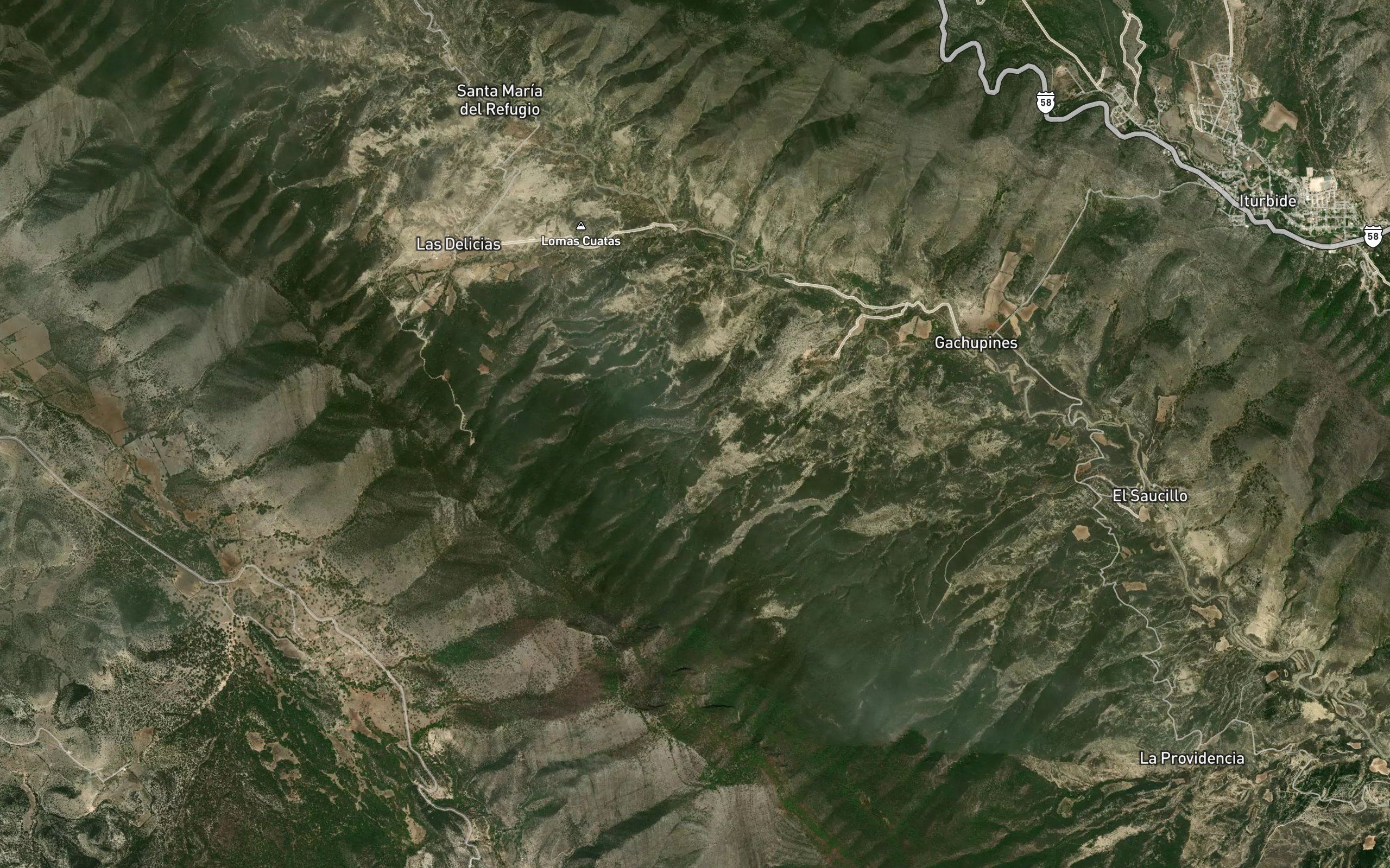 Palmarito