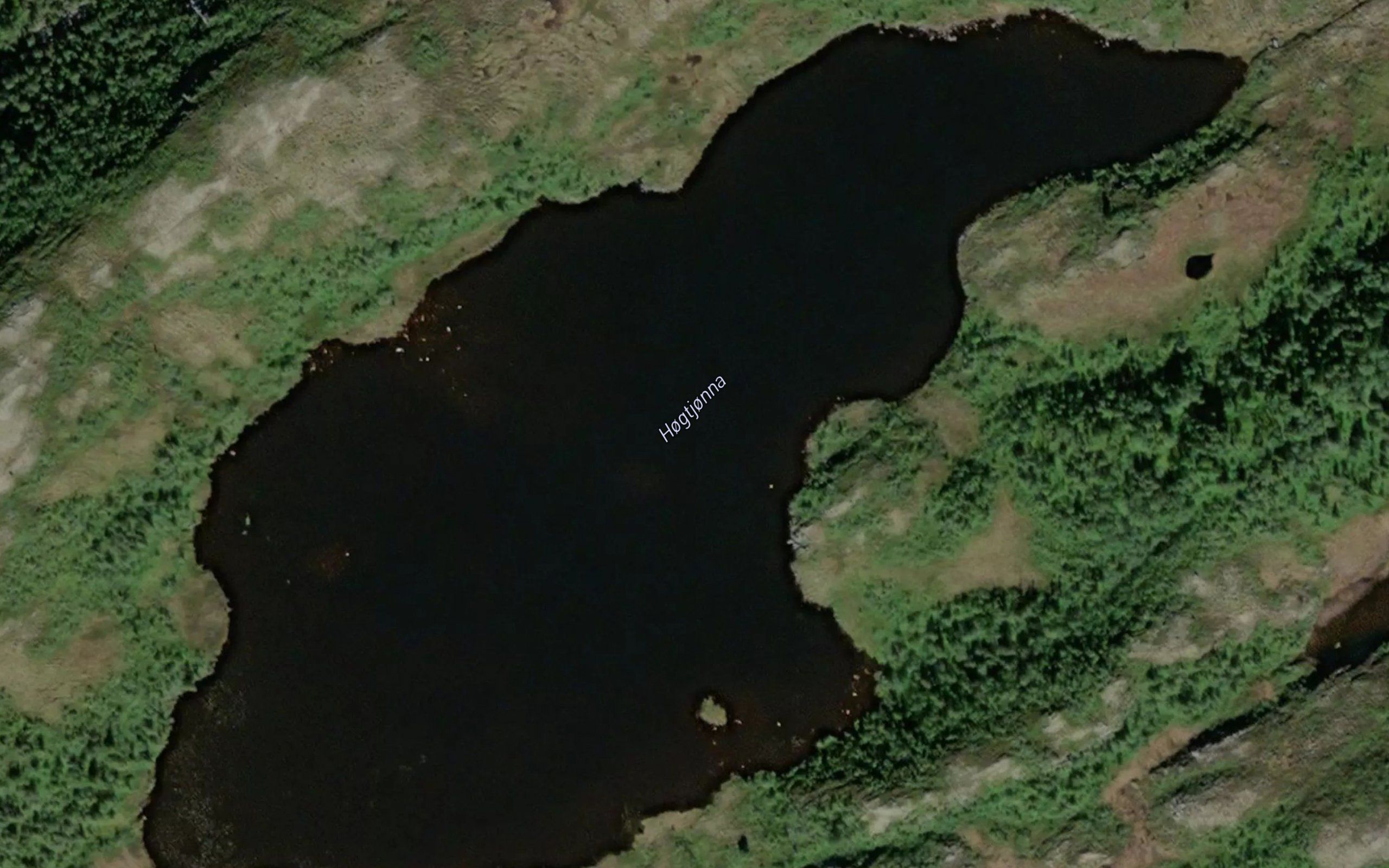 Hogtjorna