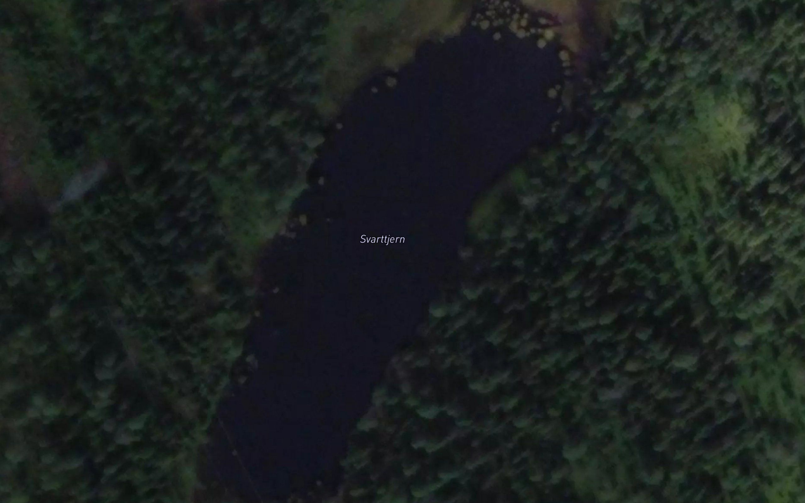 Svarttjenn