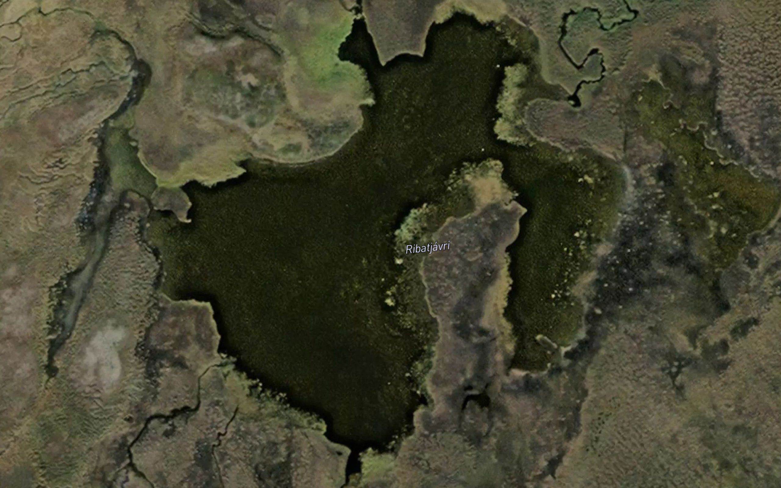 Ribatjavri