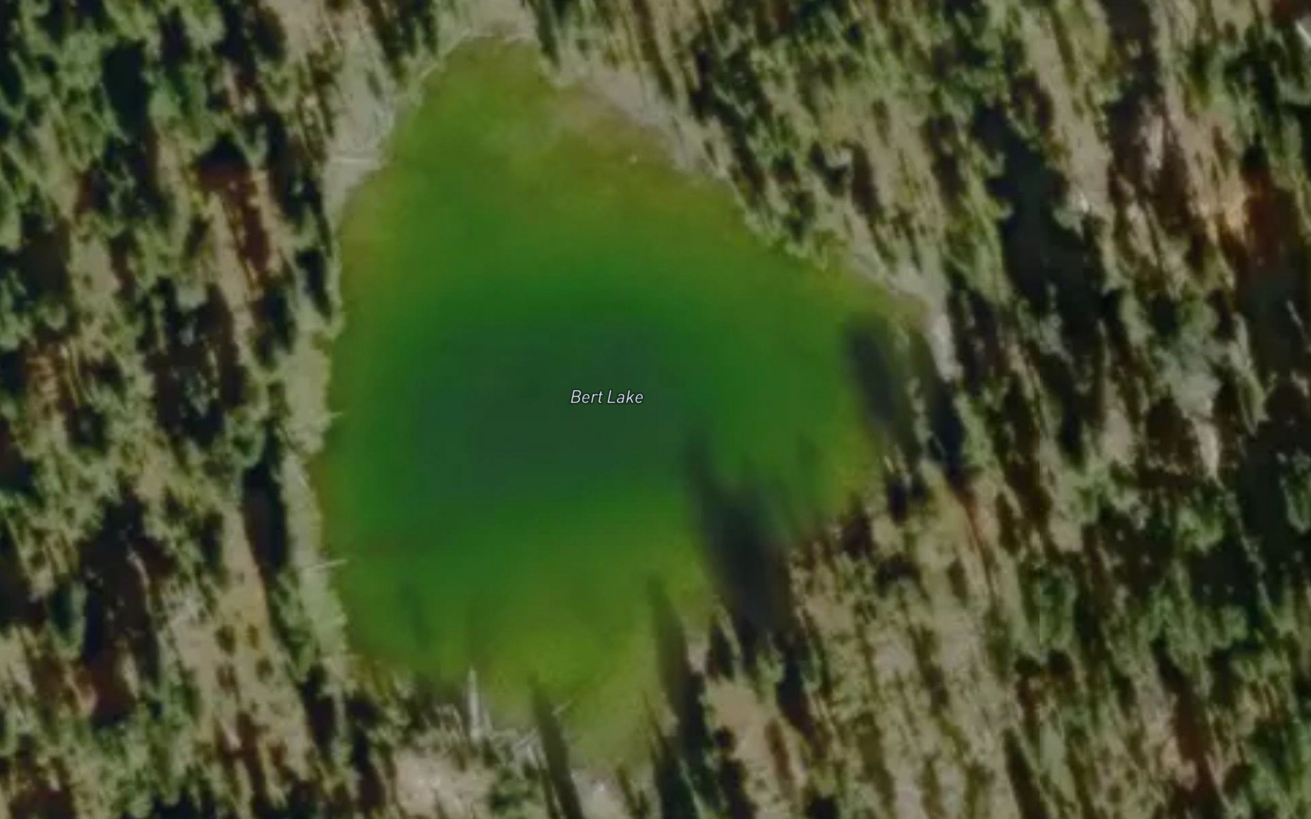 Bert Lake