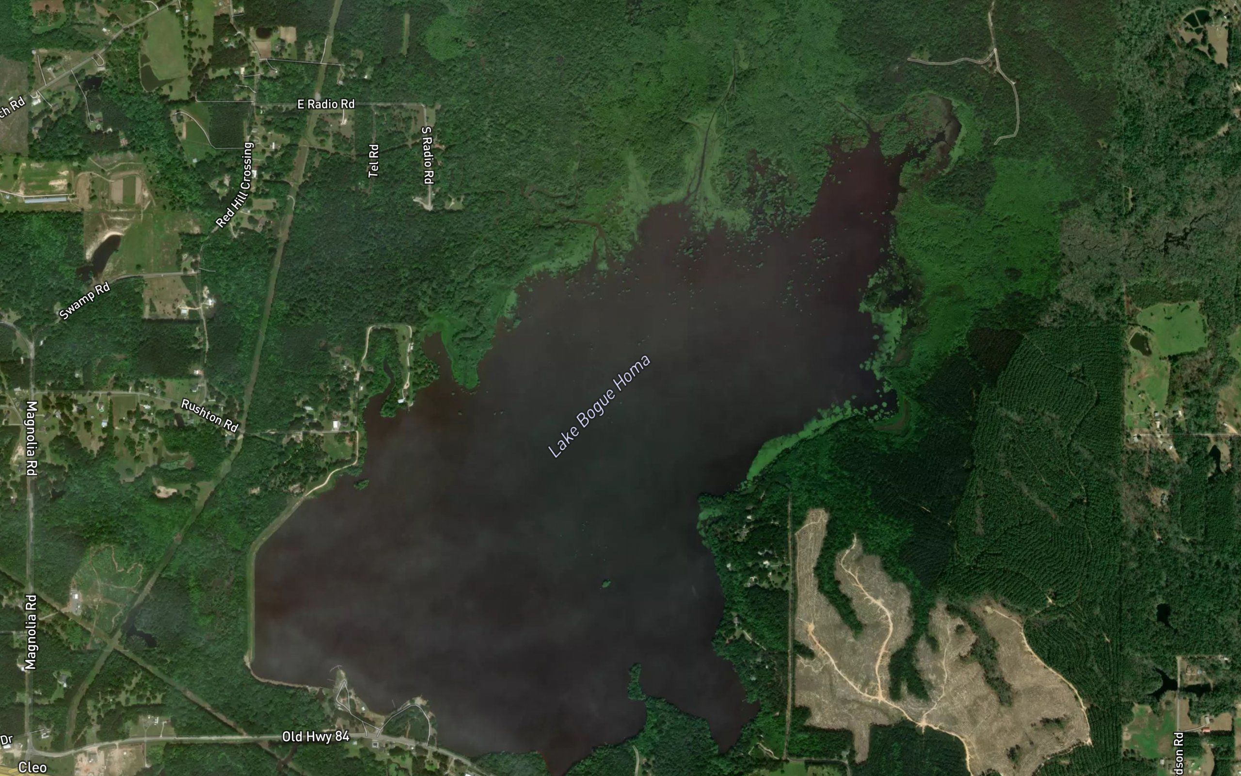 Lake Bogue Homo