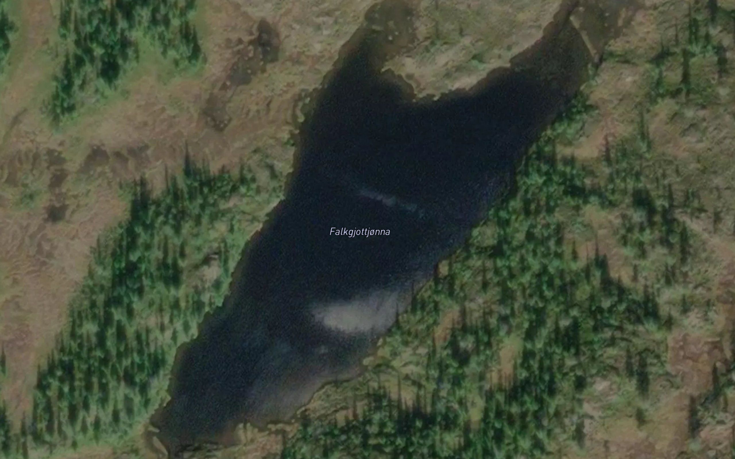 Falkgjottjorna