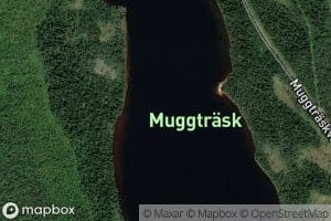 Muggtraesket