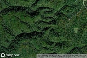 Dog Fork