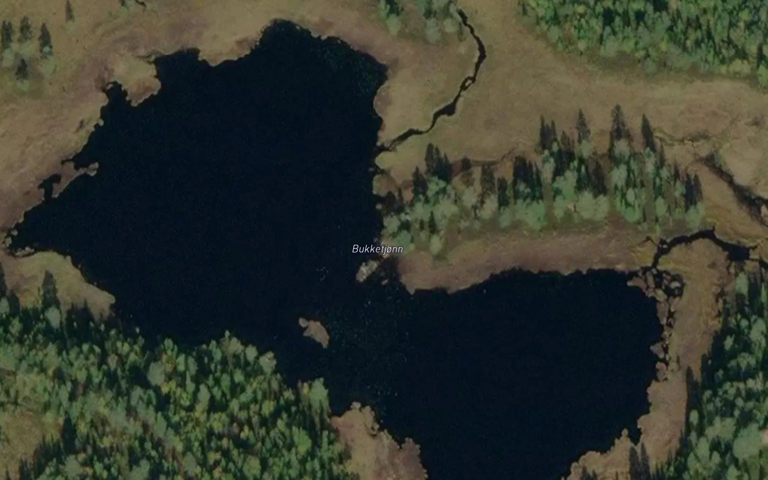 Bukketjorni