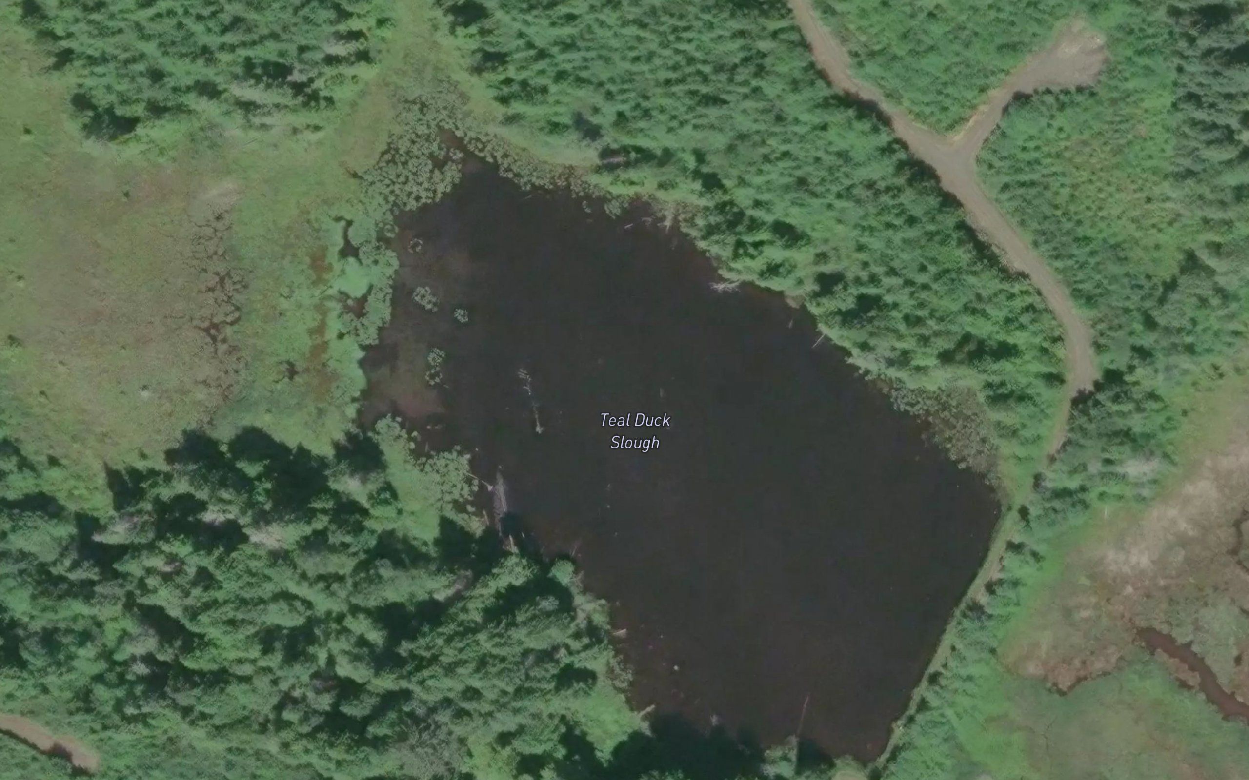 Teal Duck Slough