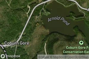 Massachusetts Bog Stream