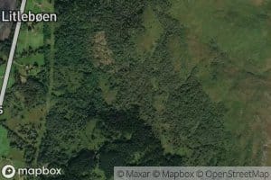 Vidneselva